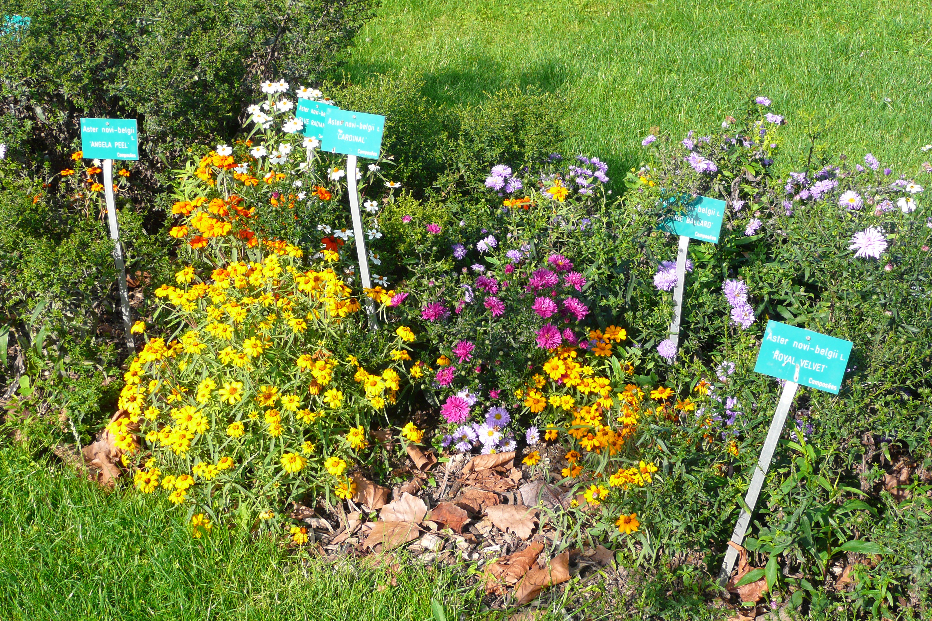 รูปถ่าย ฝรั่งเศส(France) ปารีส(Paris) สวนพันธ์ุพืช(Jardin des Plantes) 2007-08 232