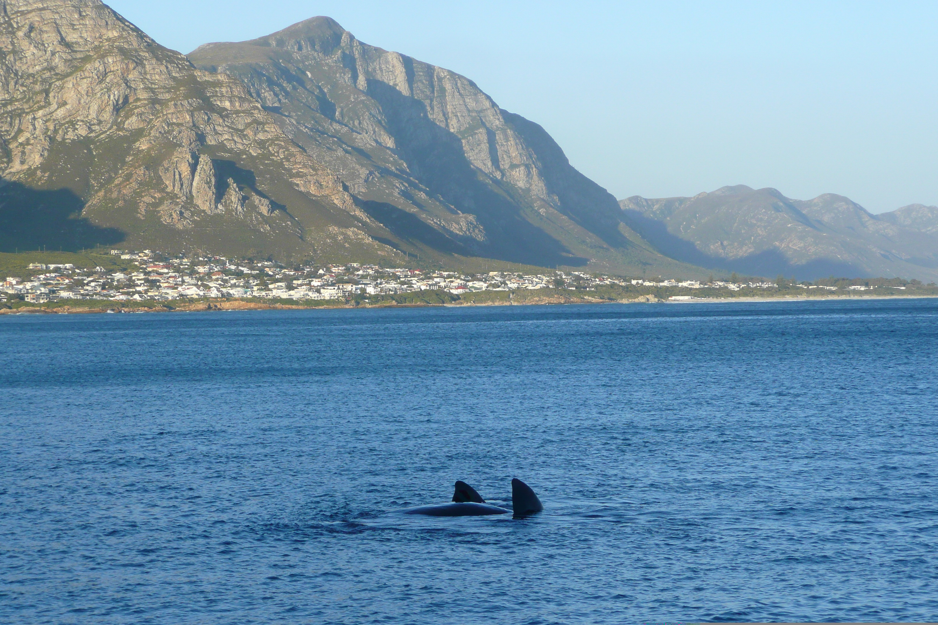 รูปถ่าย แอฟริกาใต้(South Africa) เฮอร์มานัส(Harmanus) 2008-09 266