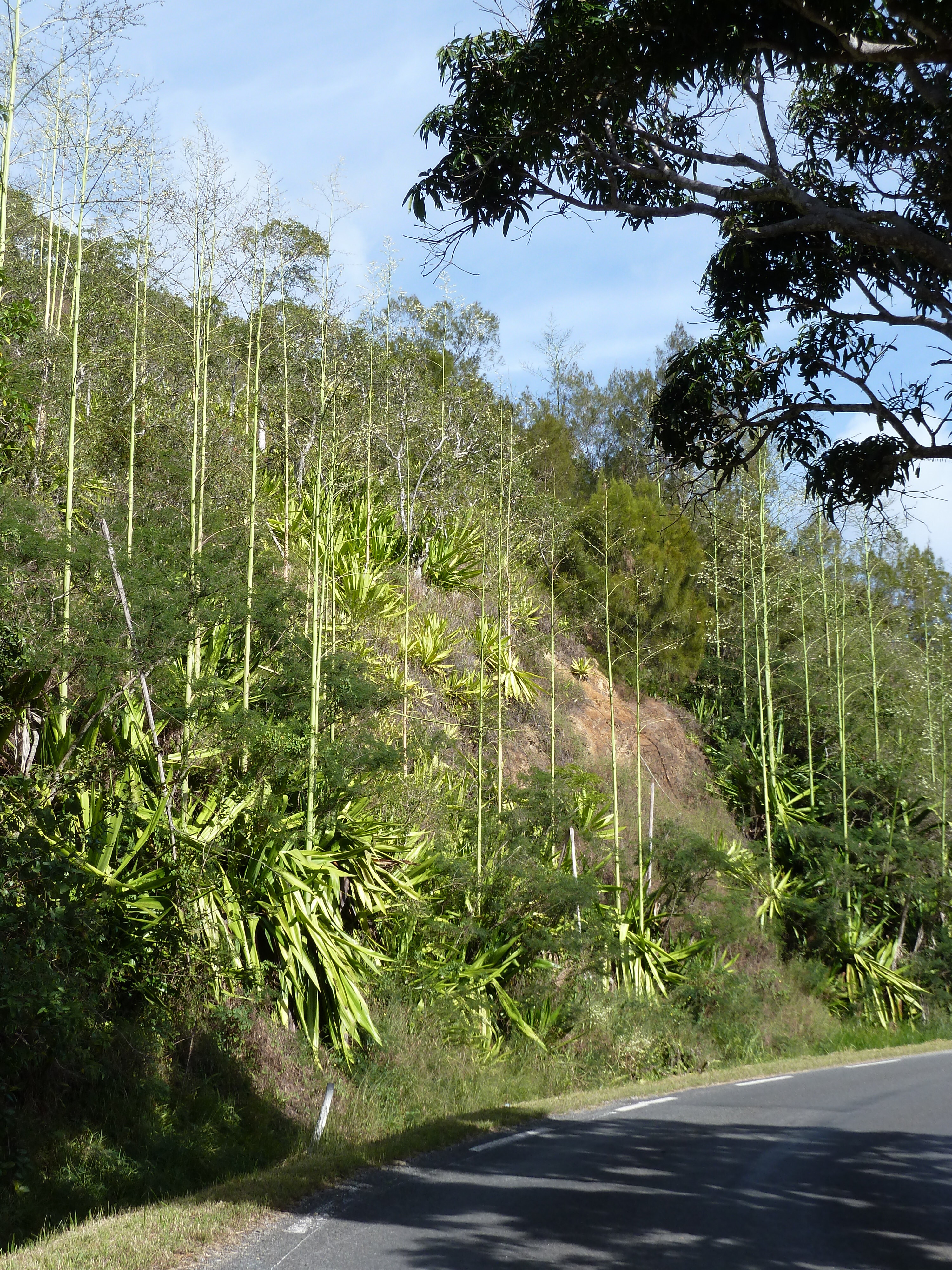 รูปถ่าย นิวแคลิโดเนีย(New Caledonia) 2010-05 86
