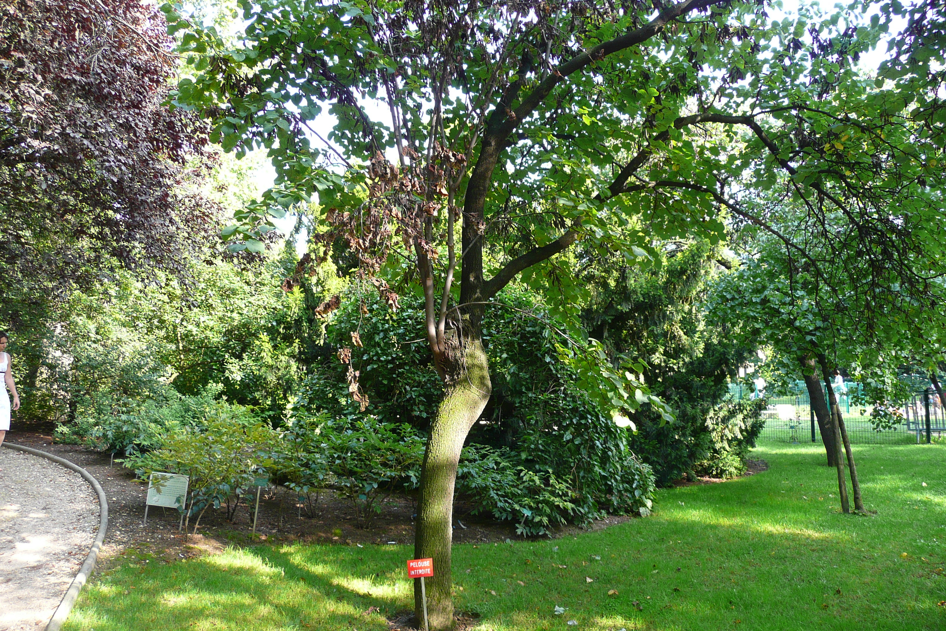 รูปถ่าย ฝรั่งเศส(France) ปารีส(Paris) สวนพันธ์ุพืช(Jardin des Plantes) 2007-08 116