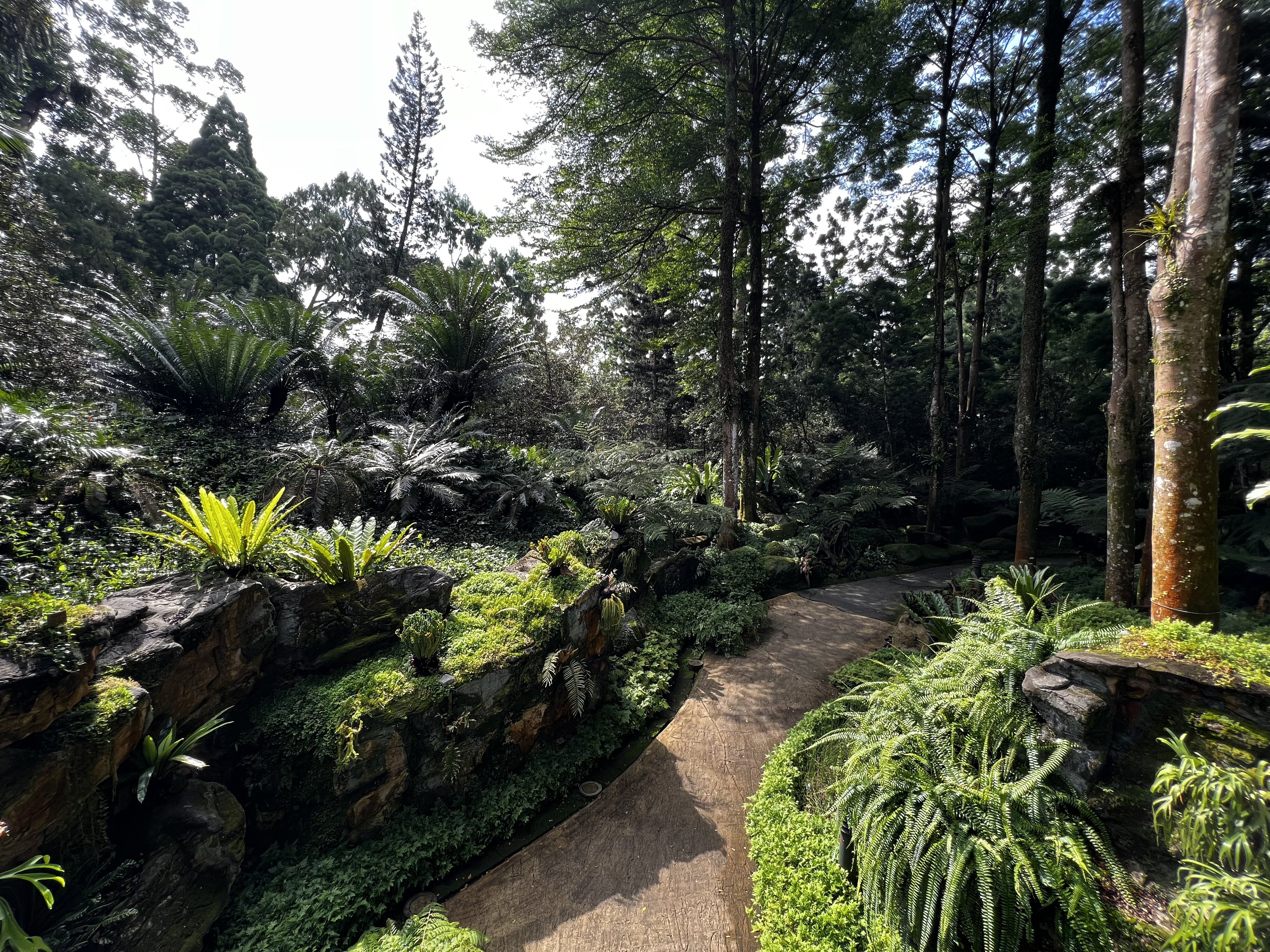 รูปถ่าย สิงคโปร์(Singapore) สวนพฤกษศาสตร์สิงคโปร์(Singapore Botanic Gardens) 2023-01 89