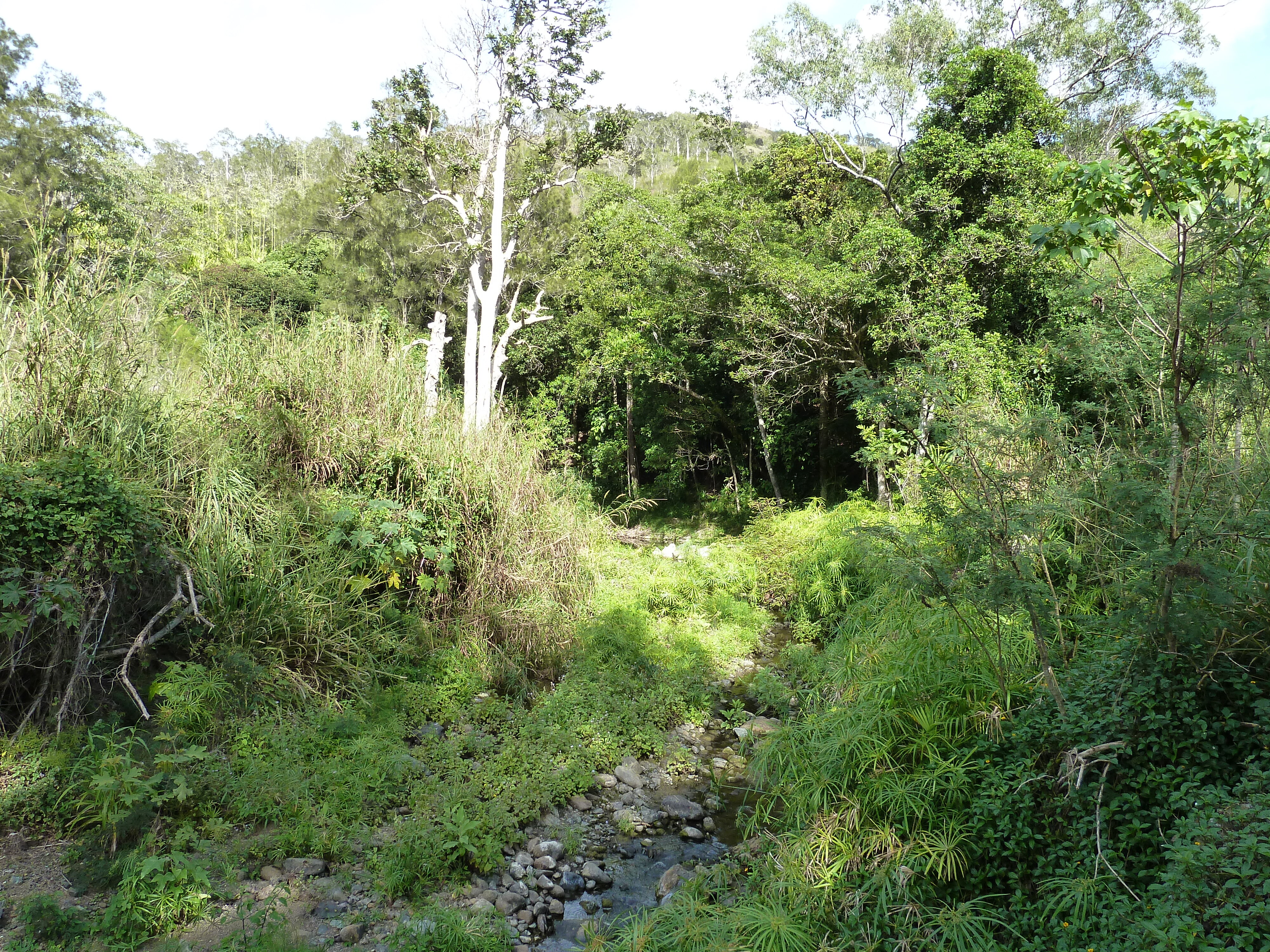 รูปถ่าย นิวแคลิโดเนีย(New Caledonia) ถนนจากตงตูตาไปทีโอ(Tontouta to Thio road) 2010-05 128