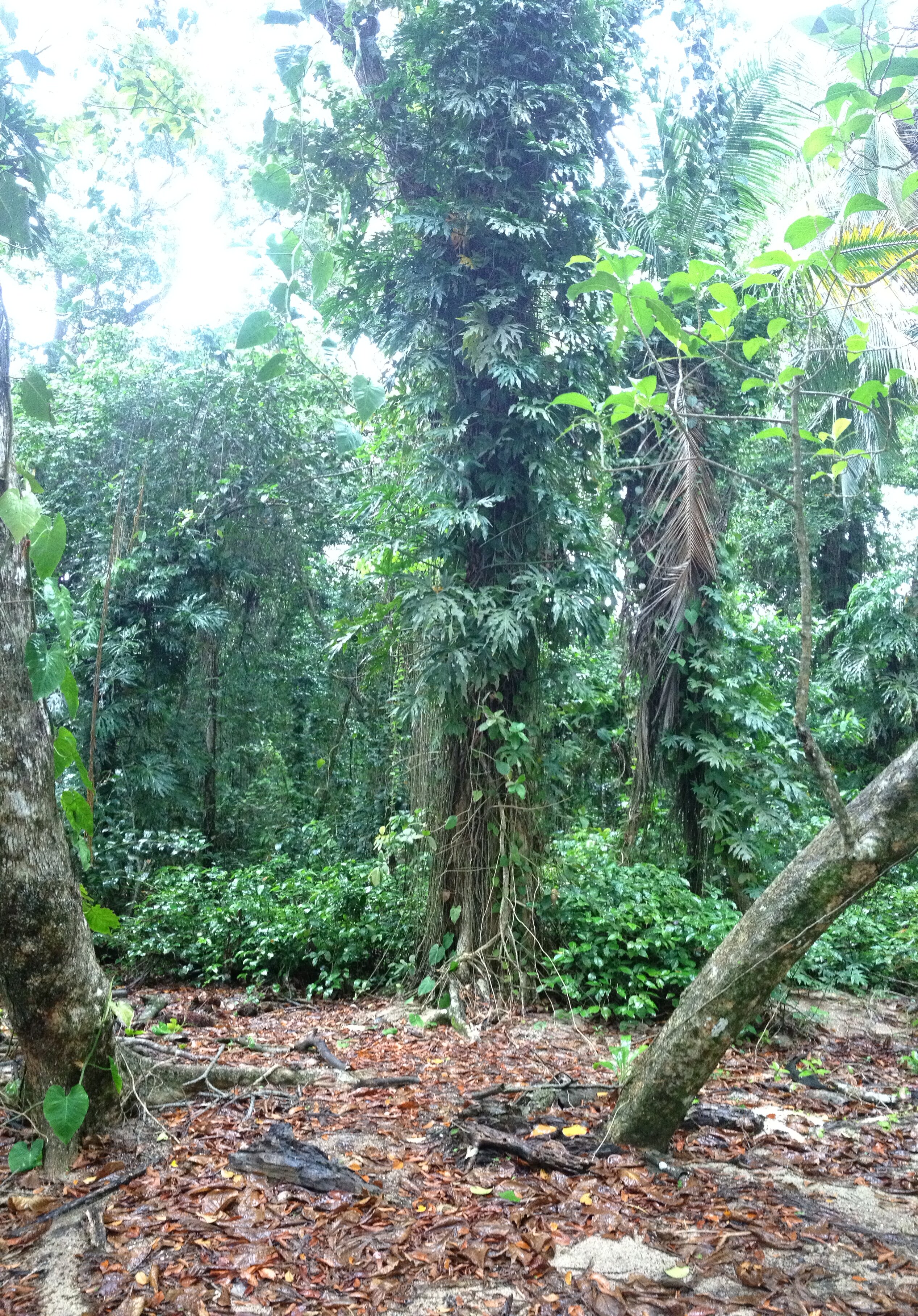 รูปถ่าย คอสตาริกา(Costa Rica) กาอุยตา(Cahuita) 2015-03 217