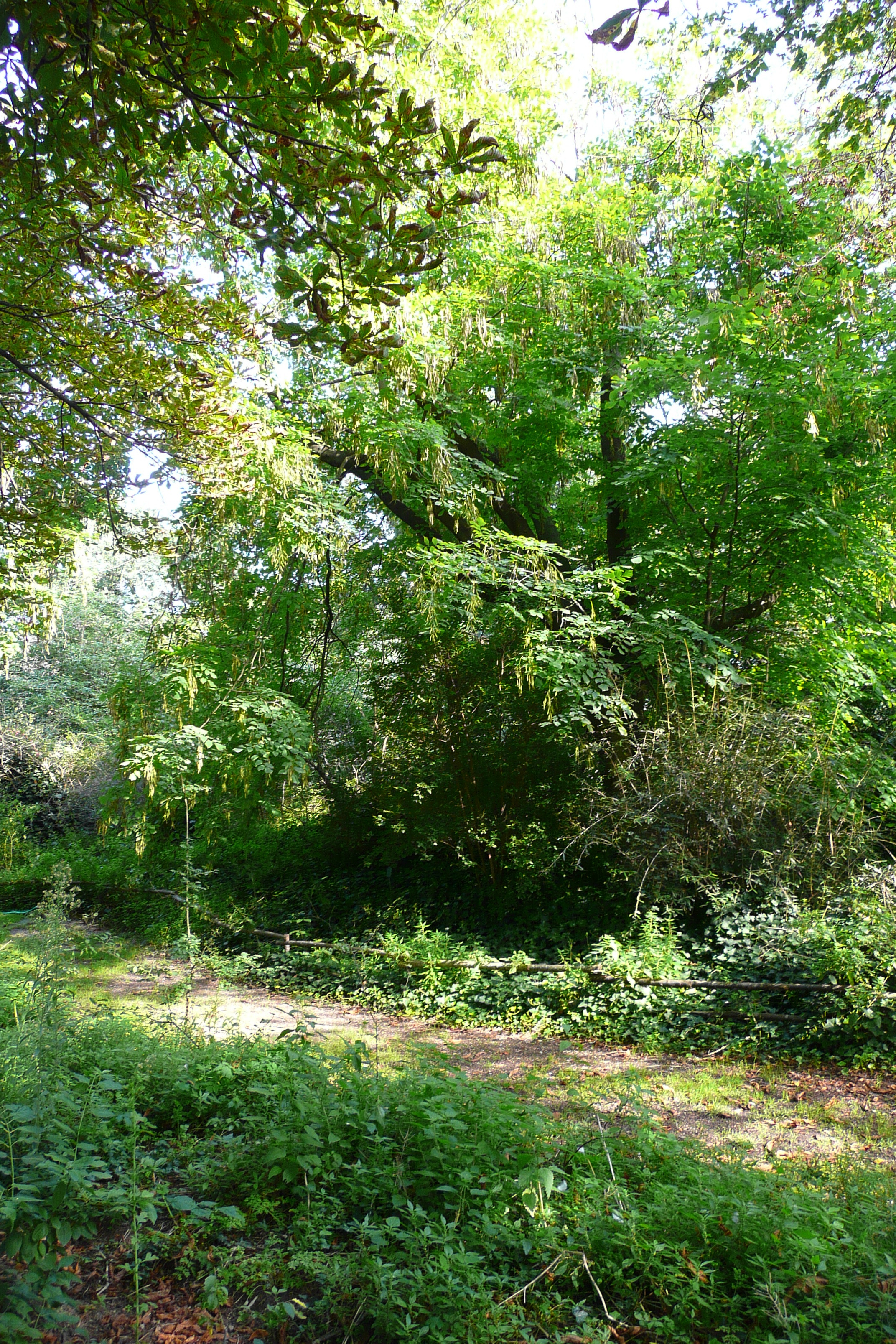 รูปถ่าย ฝรั่งเศส(France) ปารีส(Paris) สวนพันธ์ุพืช(Jardin des Plantes) 2007-08 107