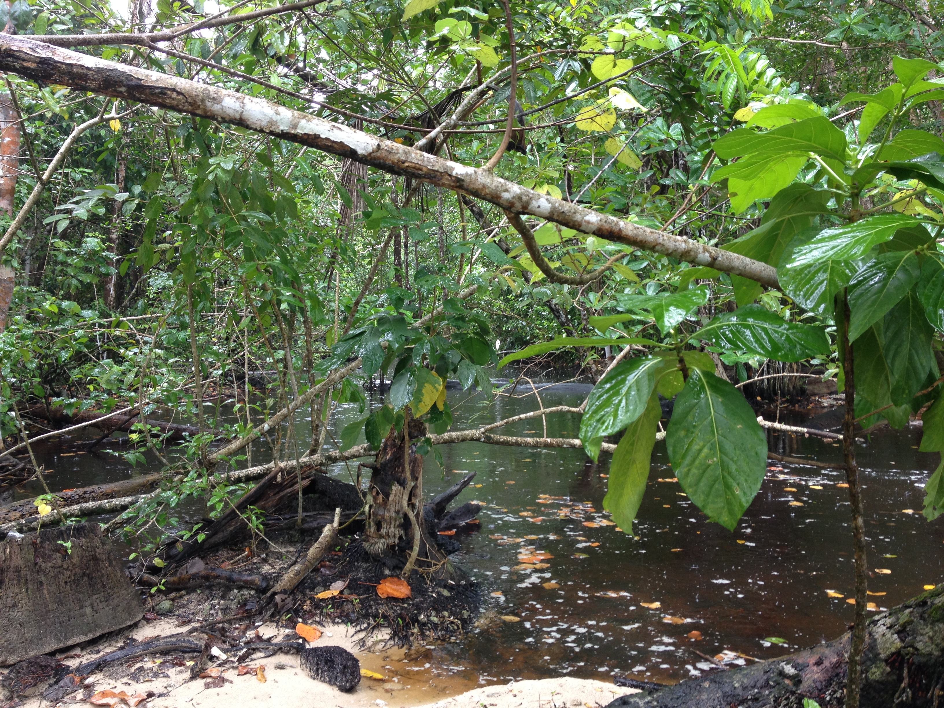 รูปถ่าย คอสตาริกา(Costa Rica) กาอุยตา(Cahuita) 2015-03 255