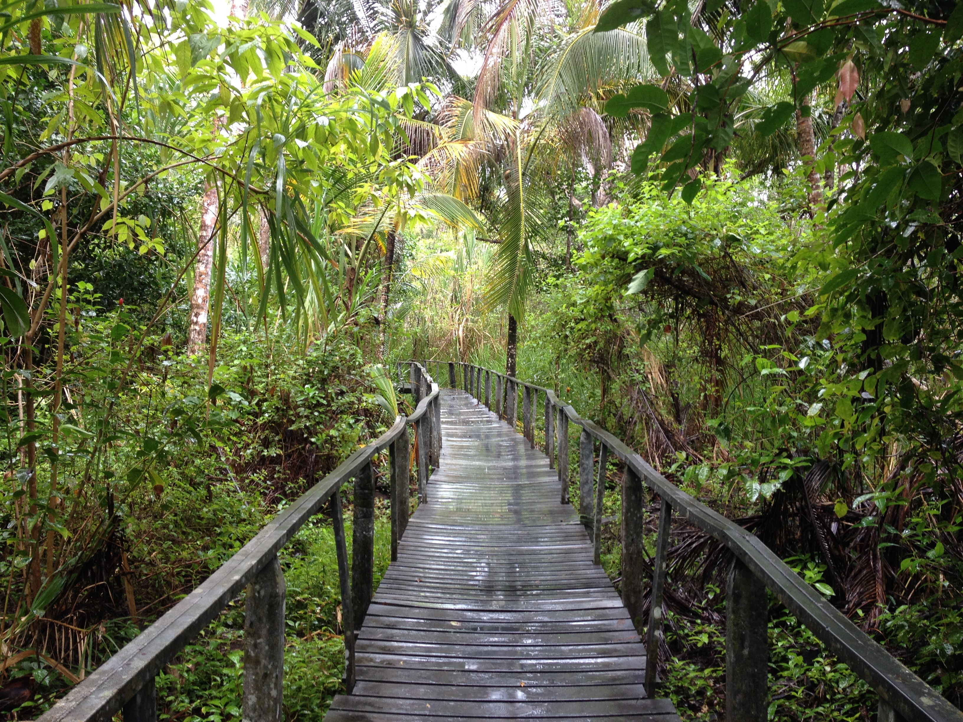 รูปถ่าย คอสตาริกา(Costa Rica) กาอุยตา(Cahuita) 2015-03 37