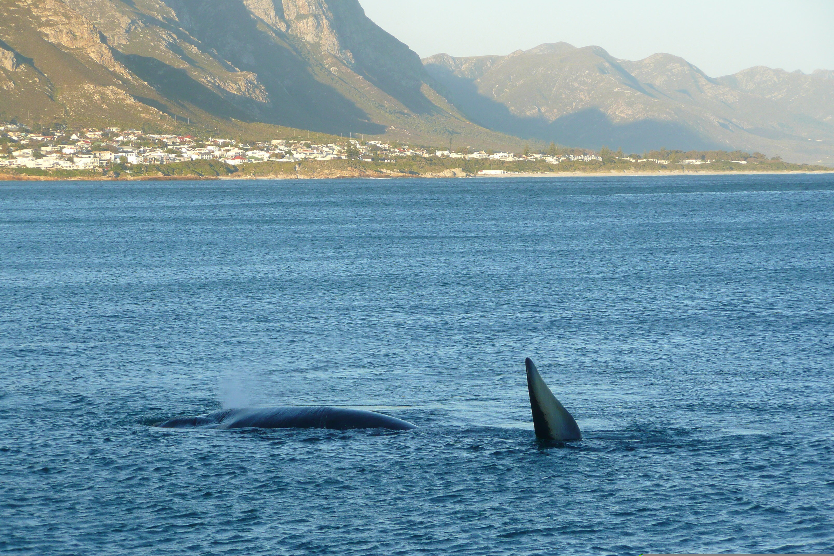 รูปถ่าย แอฟริกาใต้(South Africa) เฮอร์มานัส(Harmanus) 2008-09 274