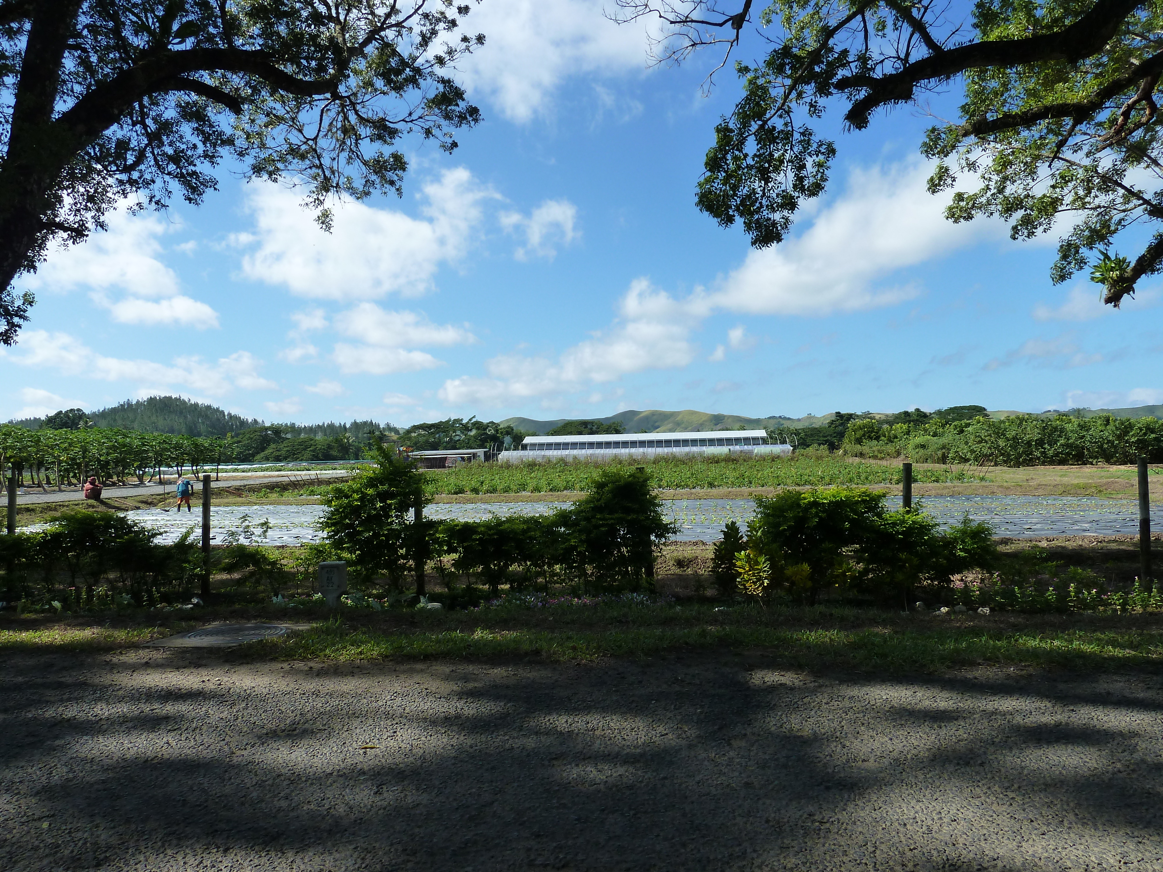 รูปถ่าย ฟิจิ(Fiji) แม่น้ำซิงกาโตกา(Sigatoka river) 2010-05 23