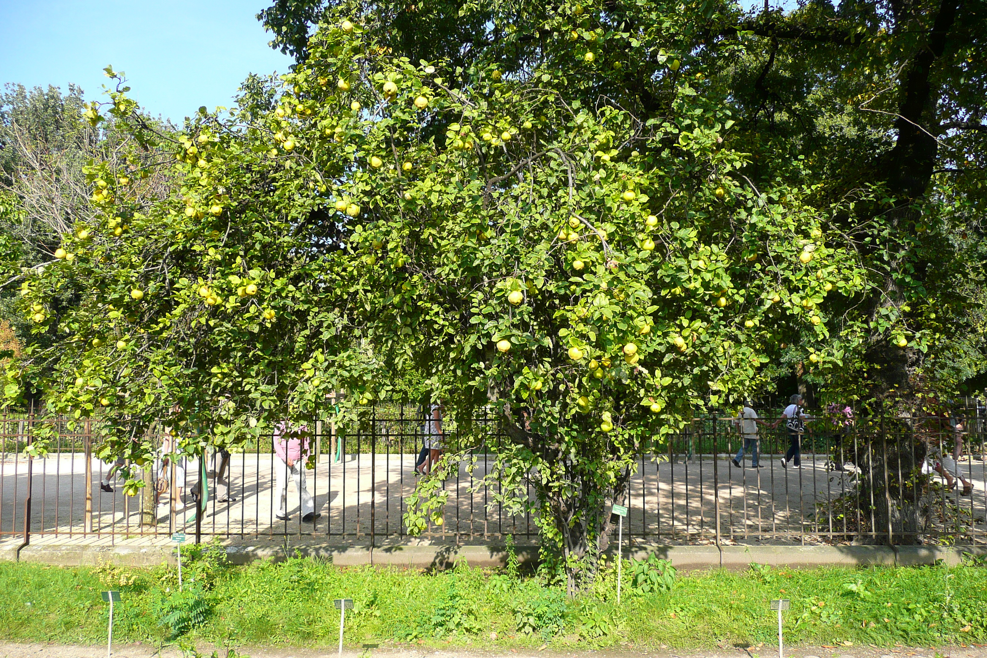 รูปถ่าย ฝรั่งเศส(France) ปารีส(Paris) สวนพันธ์ุพืช(Jardin des Plantes) 2007-08 84
