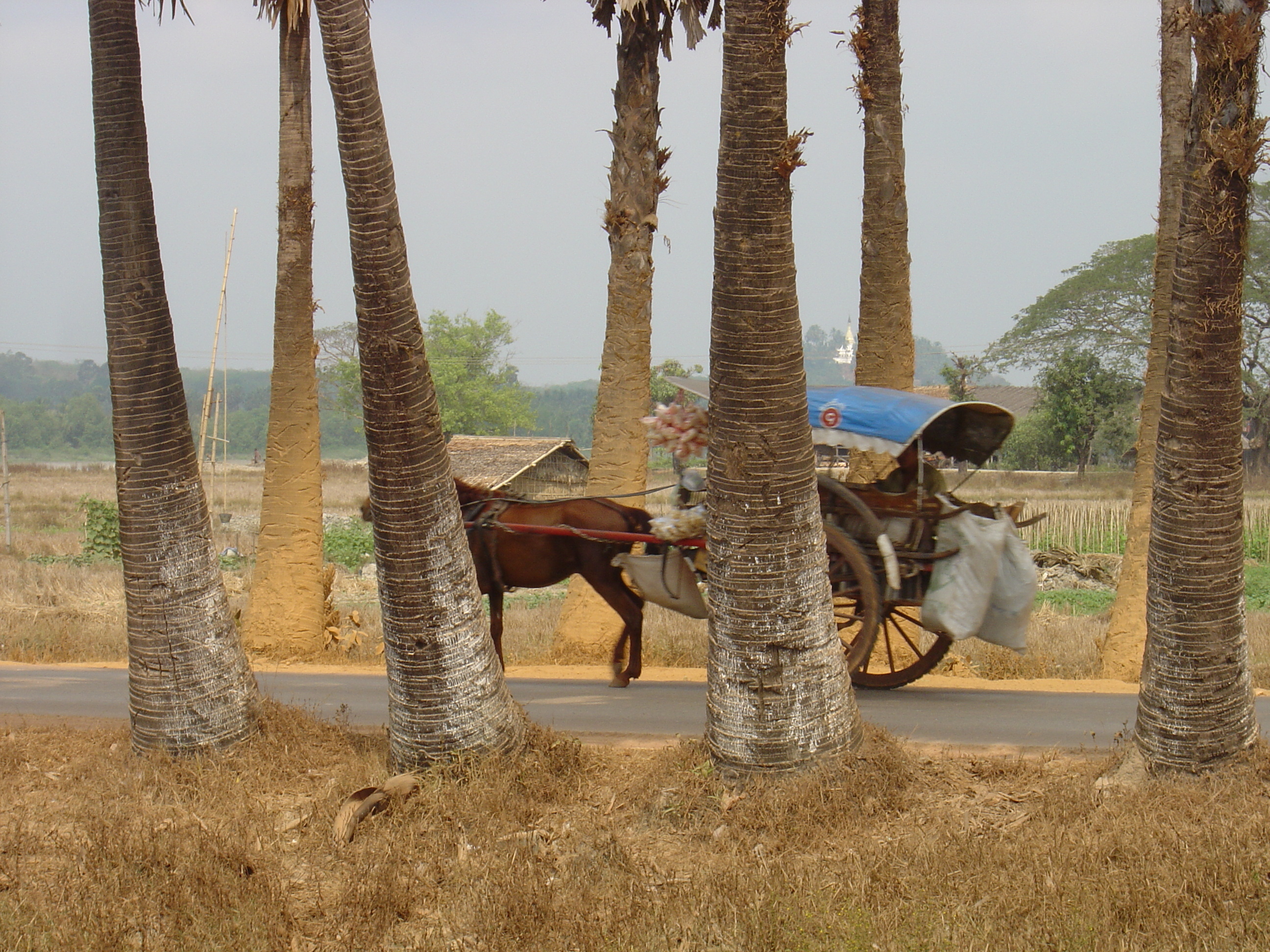 รูปถ่าย พม่า(Myanmar) ถนนจากทวายไปหาดหม่องมะกัน(Road from Dawei to Maungmagan beach) 2005-01 19