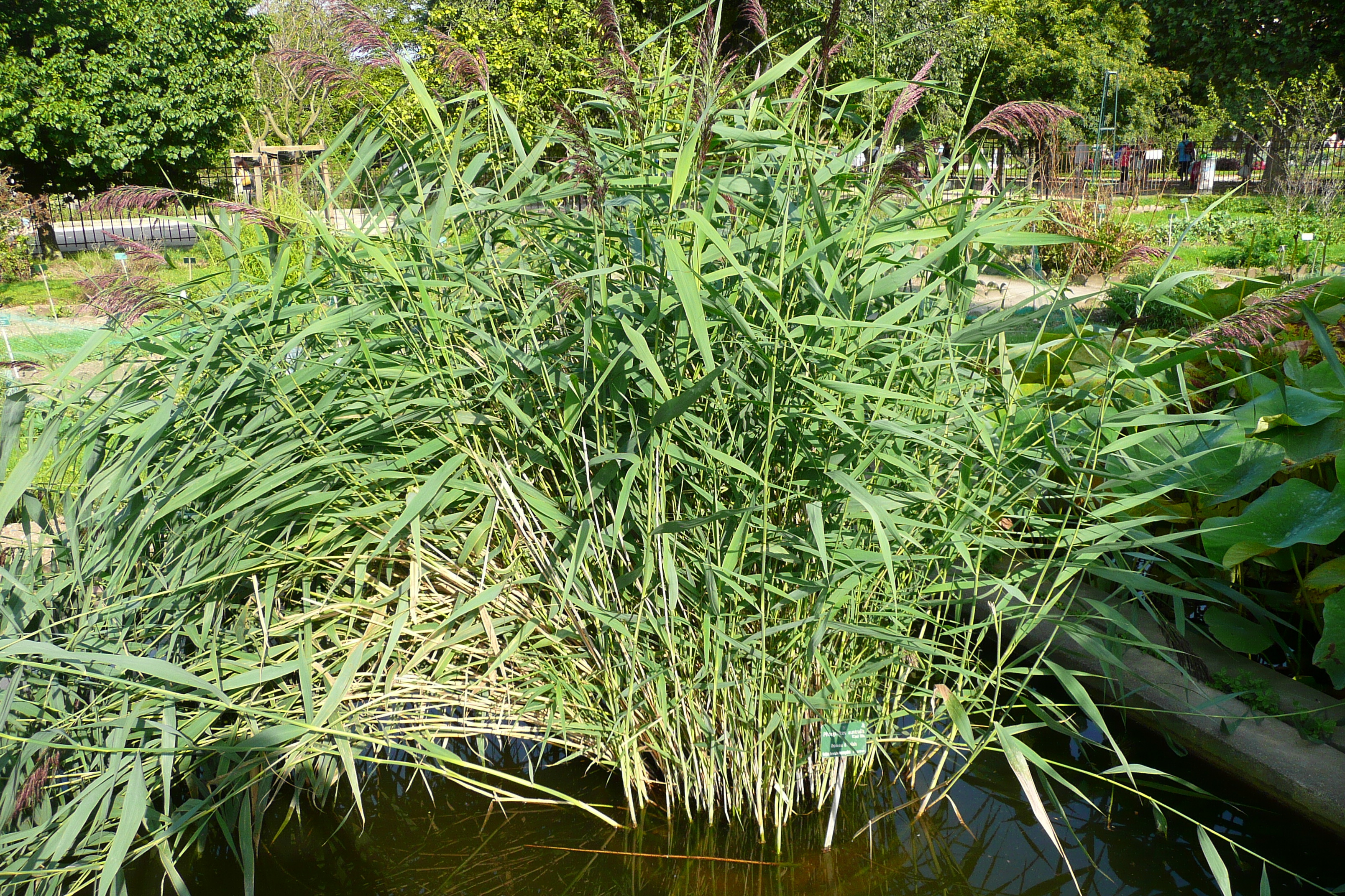 รูปถ่าย ฝรั่งเศส(France) ปารีส(Paris) สวนพันธ์ุพืช(Jardin des Plantes) 2007-08 151