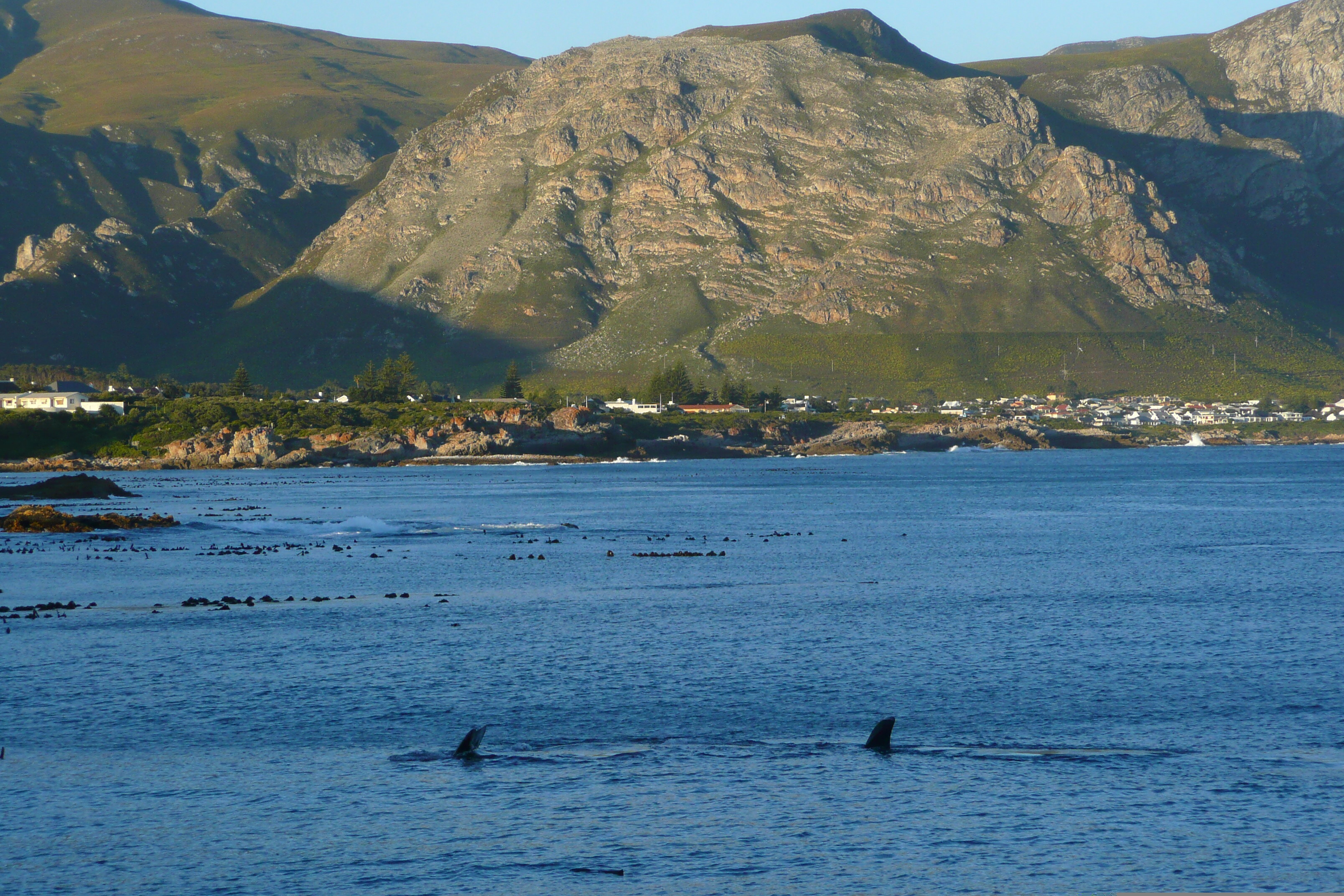 รูปถ่าย แอฟริกาใต้(South Africa) เฮอร์มานัส(Harmanus) 2008-09 289