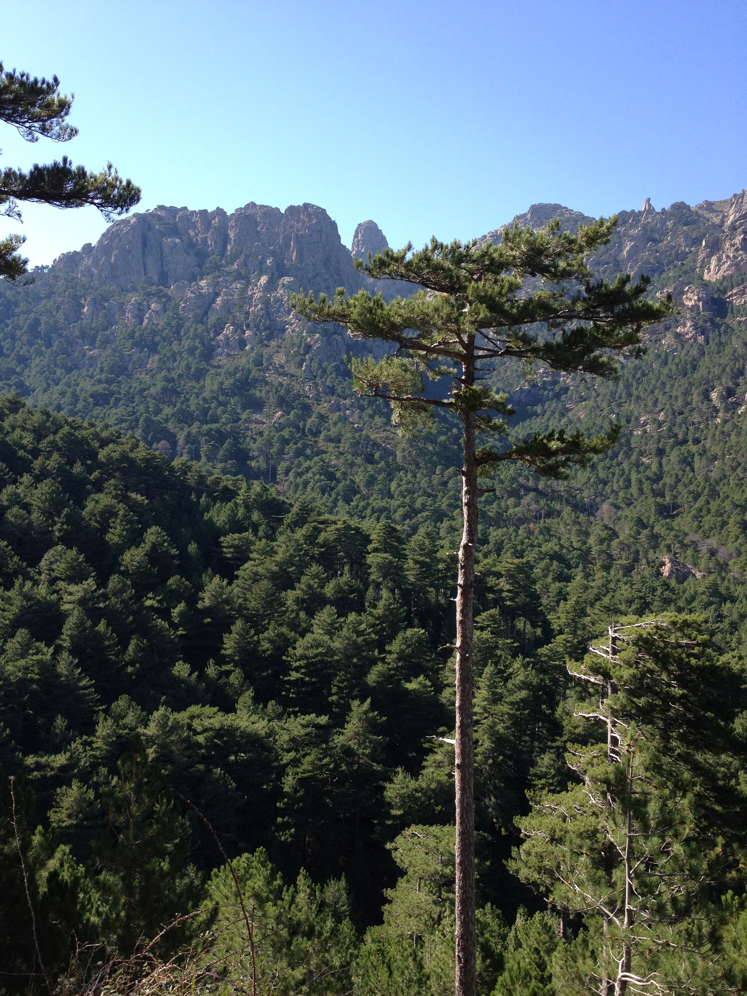 รูปถ่าย ฝรั่งเศส(France) คอร์สิคา(Corsica) บาแวลลา(Bavella) 2012-09 42