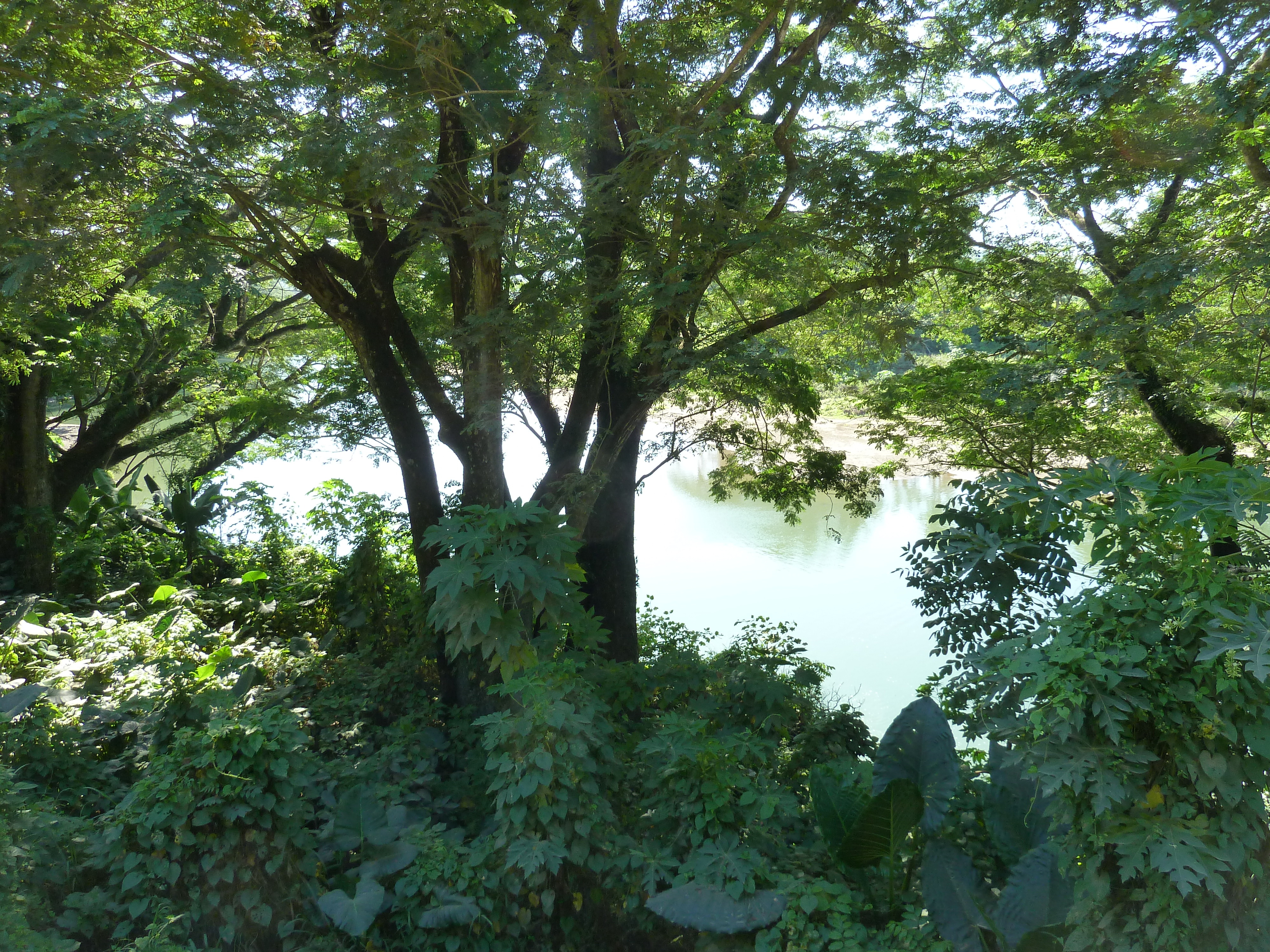รูปถ่าย ฟิจิ(Fiji) แม่น้ำซิงกาโตกา(Sigatoka river) 2010-05 86
