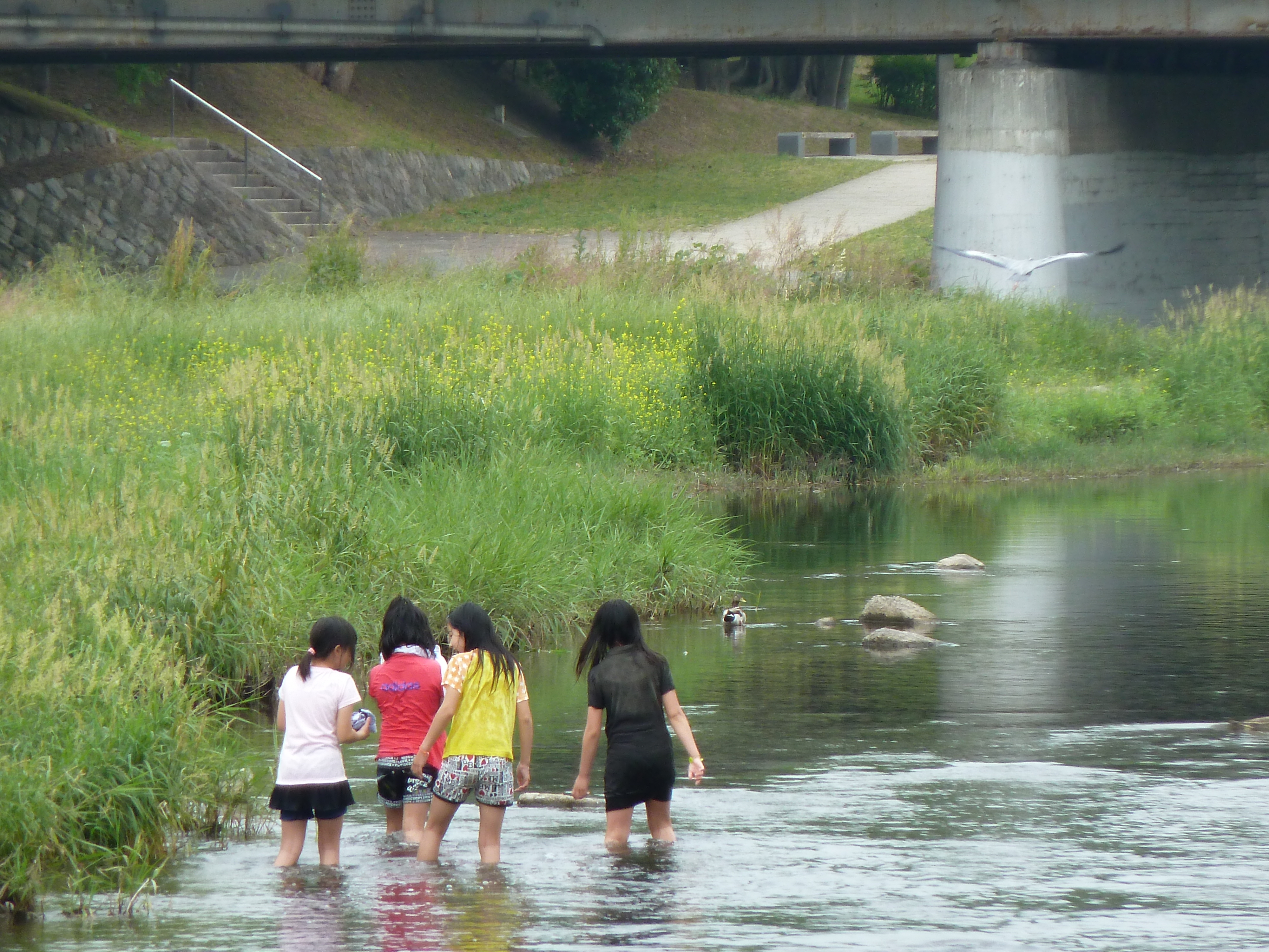 รูปถ่าย ญี่ปุ่น(Japan) เกียวโต(Kyoto) แม่น้ำคาโมะ(Kamo River) 2010-06 27