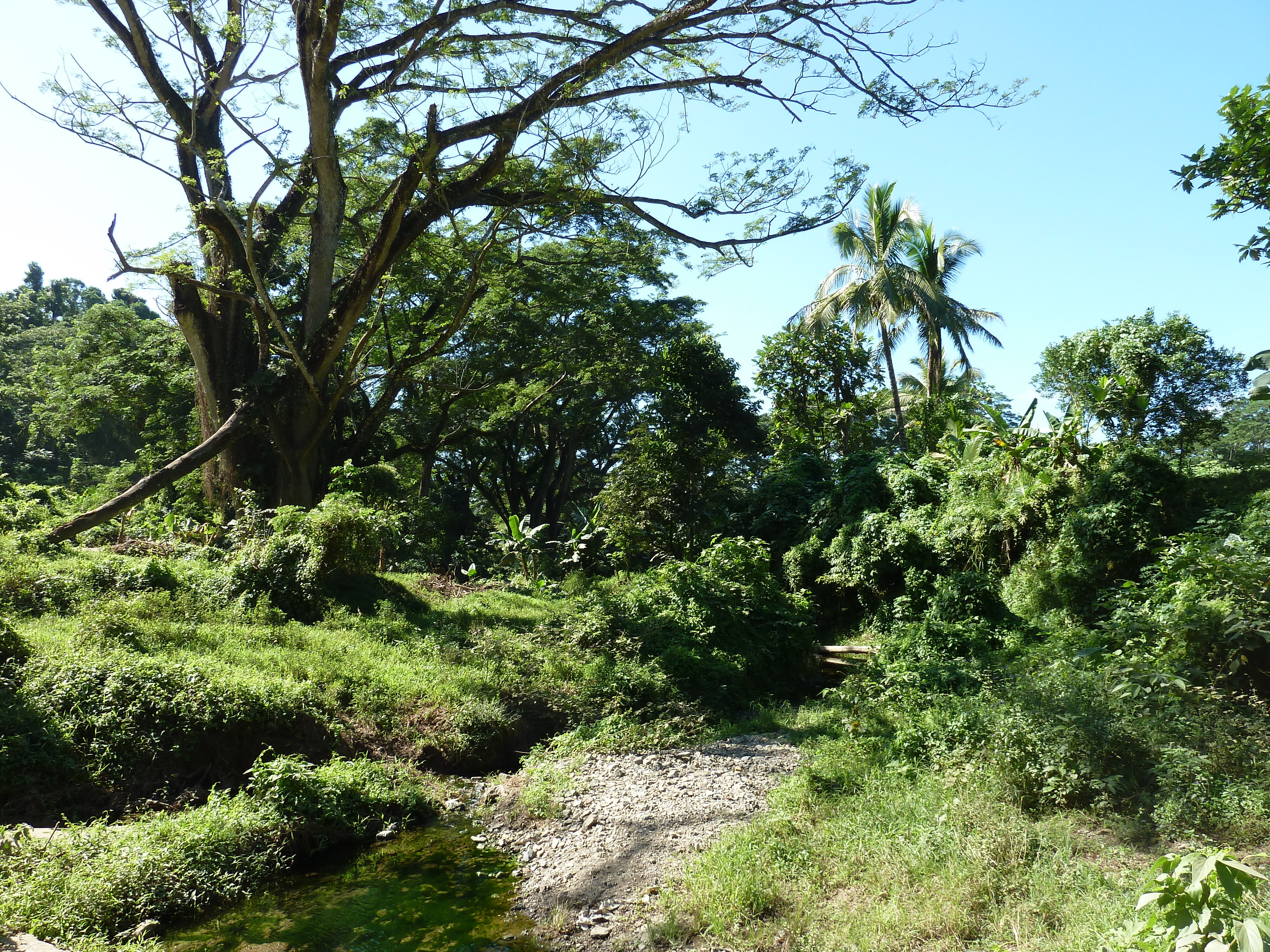 รูปถ่าย ฟิจิ(Fiji) แม่น้ำซิงกาโตกา(Sigatoka river) 2010-05 2