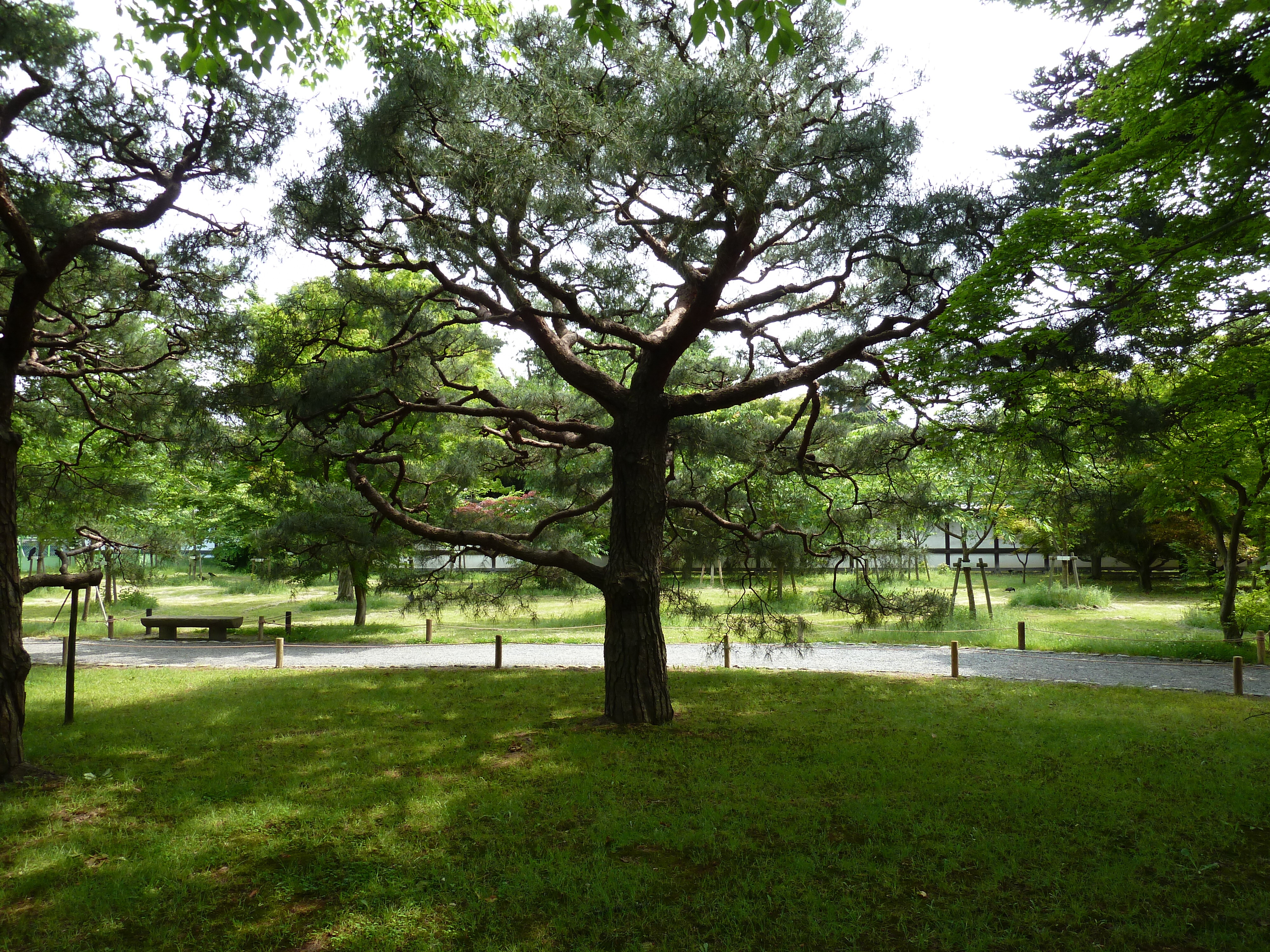 รูปถ่าย ญี่ปุ่น(Japan) เกียวโต(Kyoto) ปราสาทนิโจ(Nijo Castle) 2010-06 25