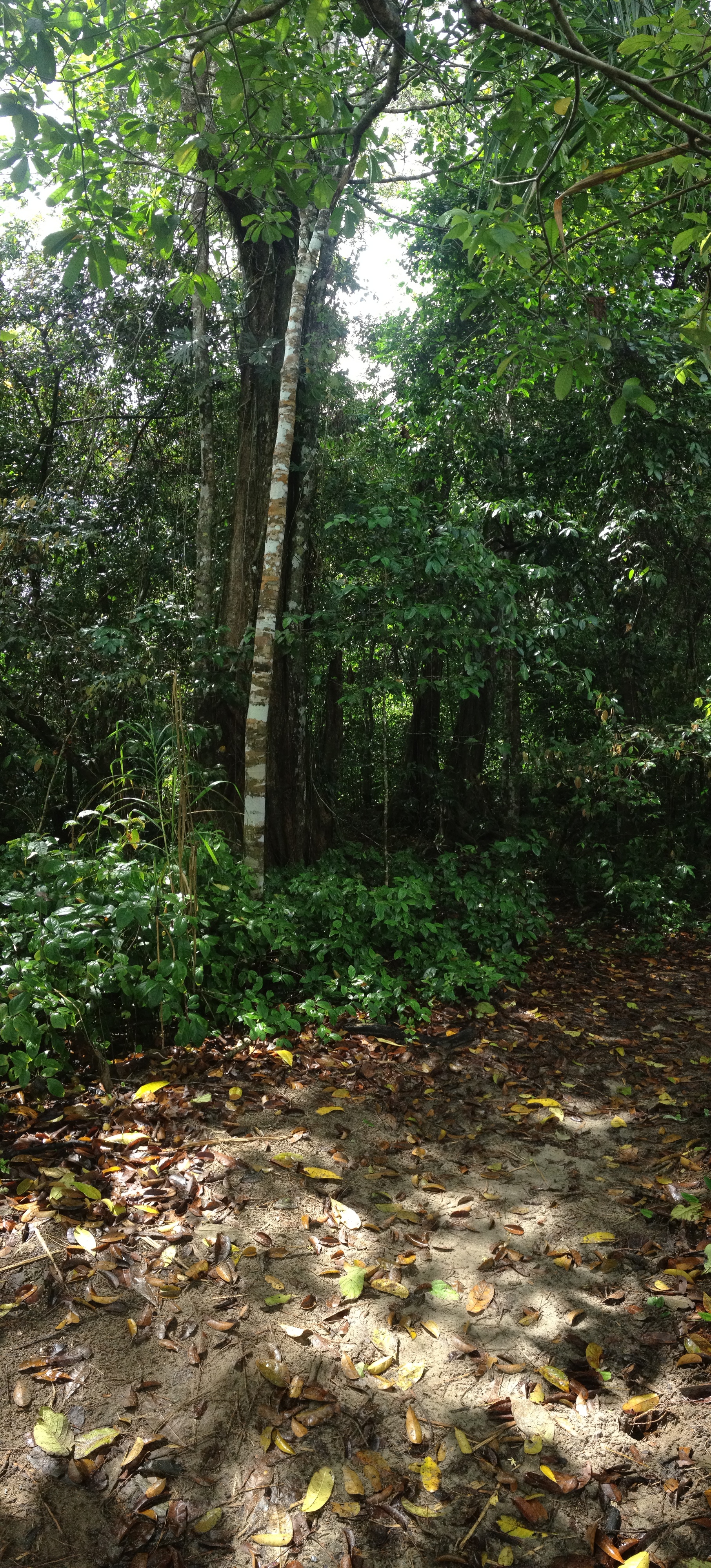รูปถ่าย คอสตาริกา(Costa Rica) กาอุยตา(Cahuita) 2015-03 71