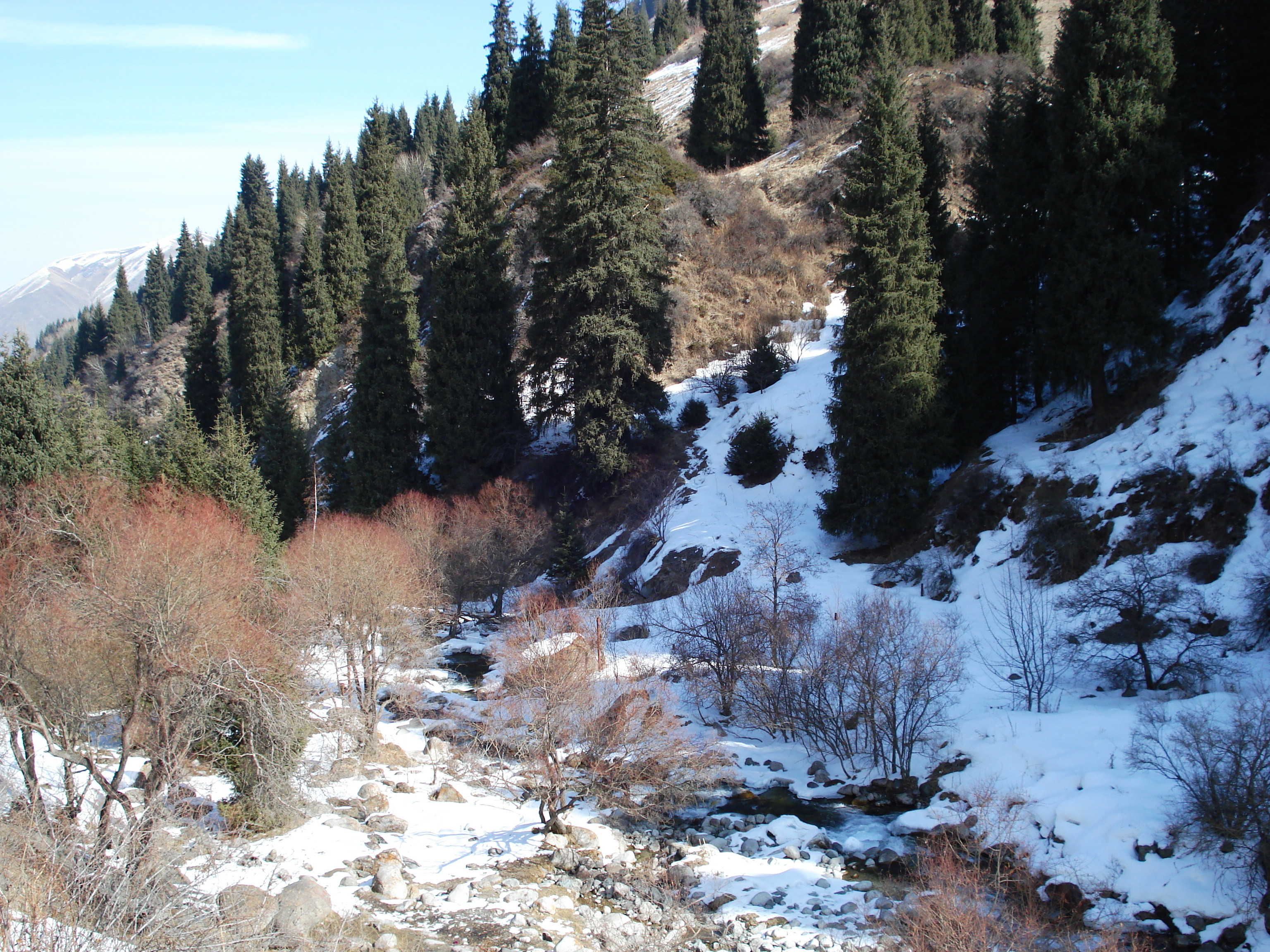 รูปถ่าย คาซัคสถาน(Kazakhstan) อุทยานแห่งชาติอีเลอาลาเตา(Ile Alatau National Park) 2007-03 9