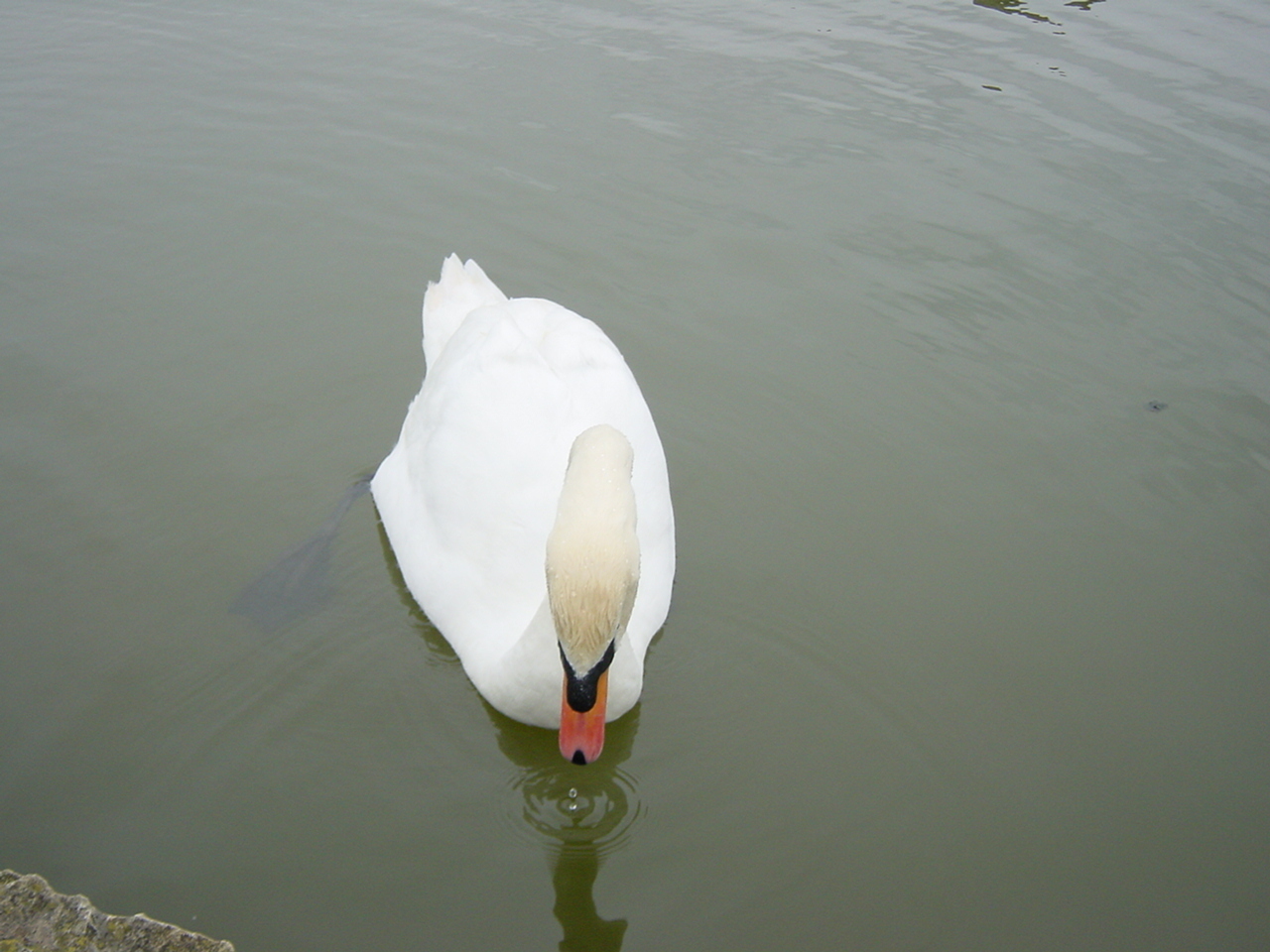 รูปถ่าย อังกฤษ(United Kingdom) ปราสาทลีดส์(Leeds castle) 2001-04 3