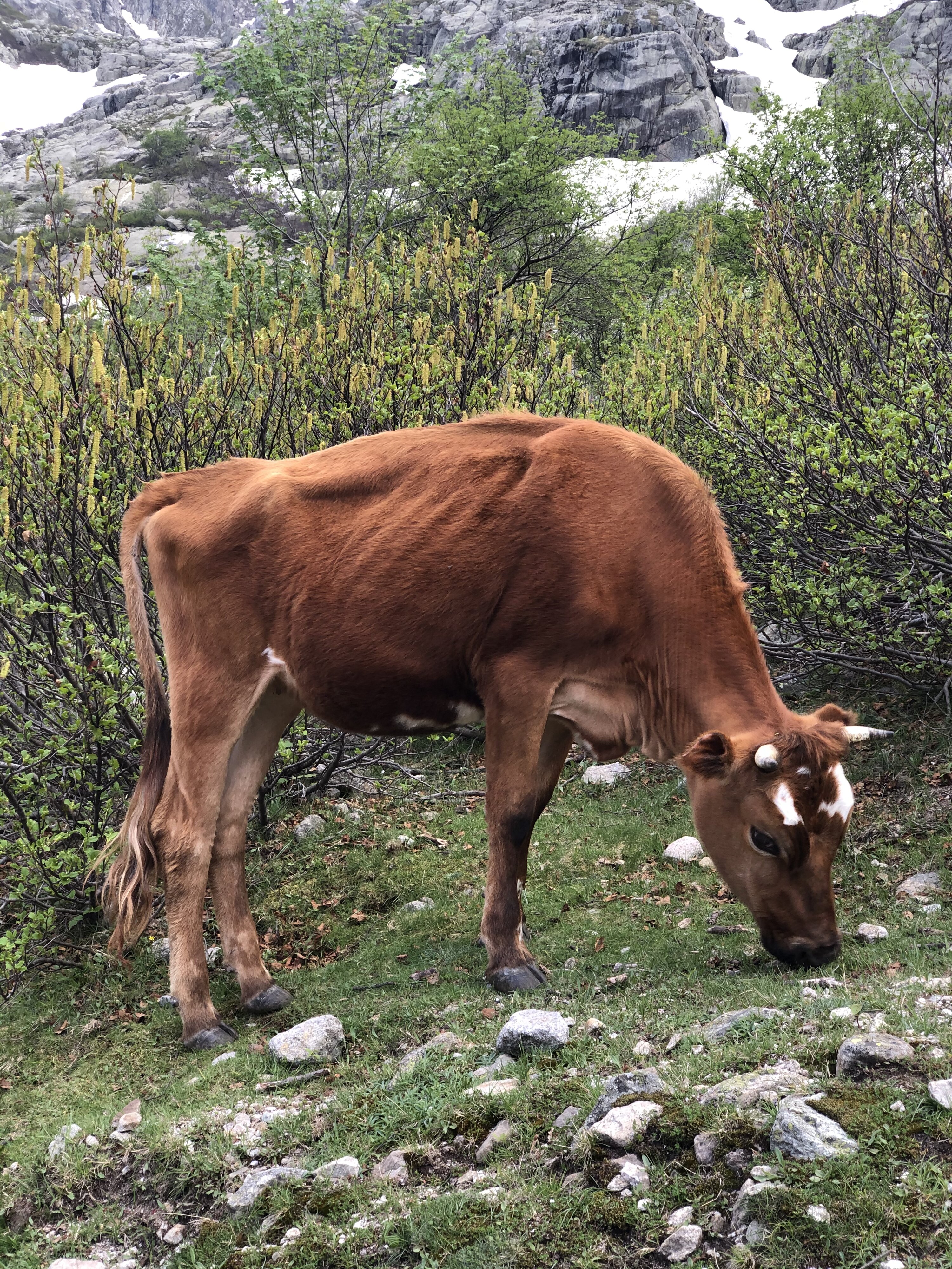รูปถ่าย ฝรั่งเศส(France) คอร์สิคา(Corsica) ทะเลสาบเมโลและกาปีเตลโล(Lac de Melo et Capitello) 2021-06 220