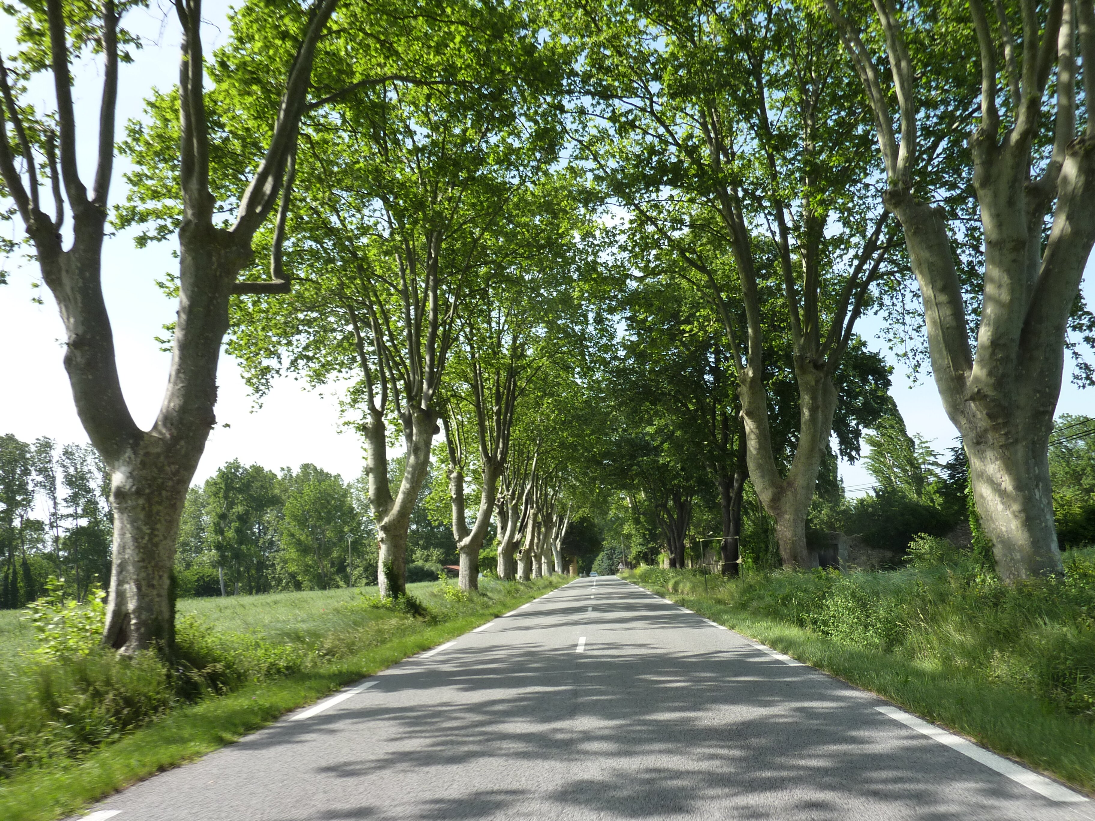รูปถ่าย ฝรั่งเศส(France) แซ็งมักซีแม็ง-ลา-แซ็นต์-โบม(Saint Maximin la Sainte Baume) 2009-05 8