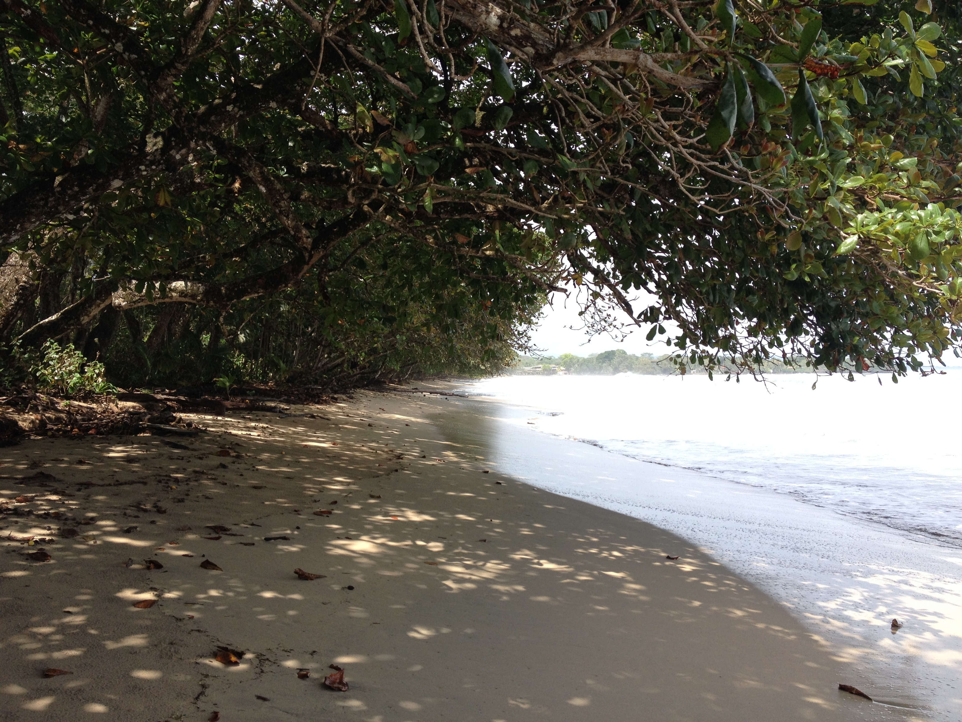 รูปถ่าย คอสตาริกา(Costa Rica) กาอุยตา(Cahuita) 2015-03 92