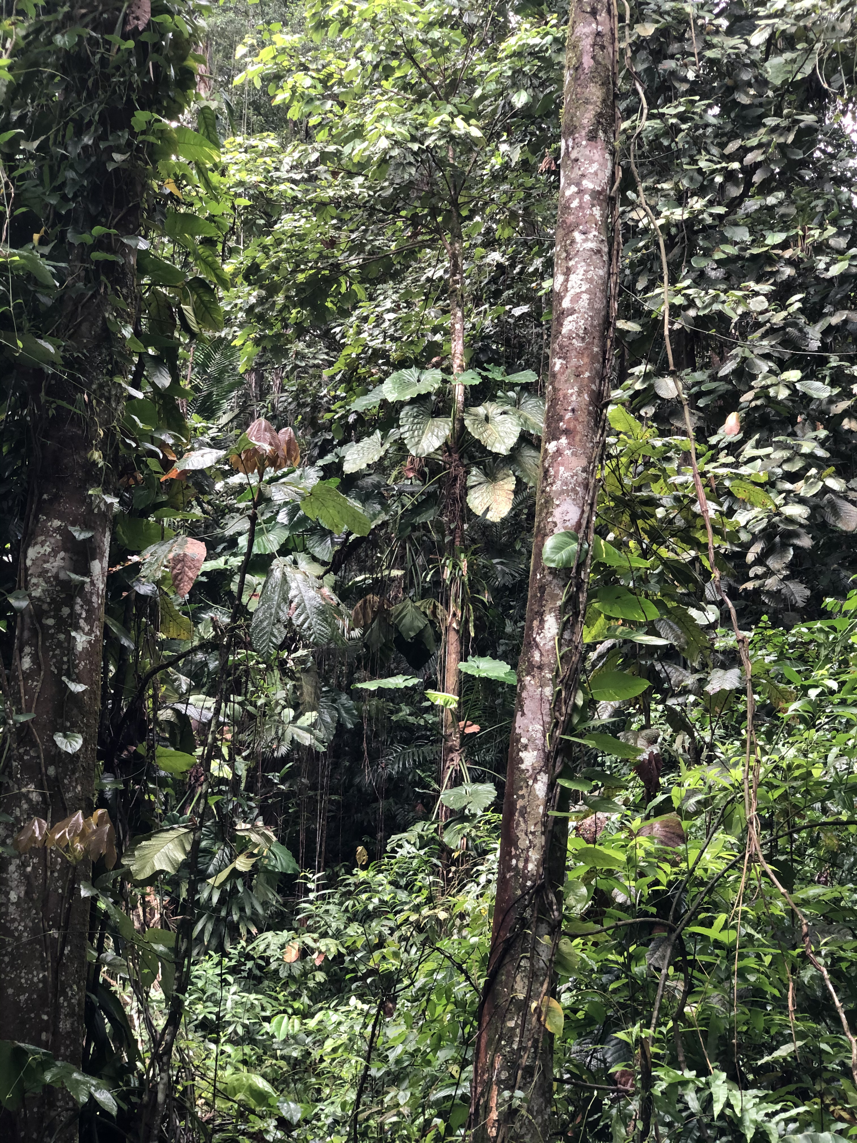 รูปถ่าย กวาเดอลูป(Guadeloupe) น้ำตกกุ้งเครย์ฟิช(Cascade aux ecrevisses) 2021-02 16