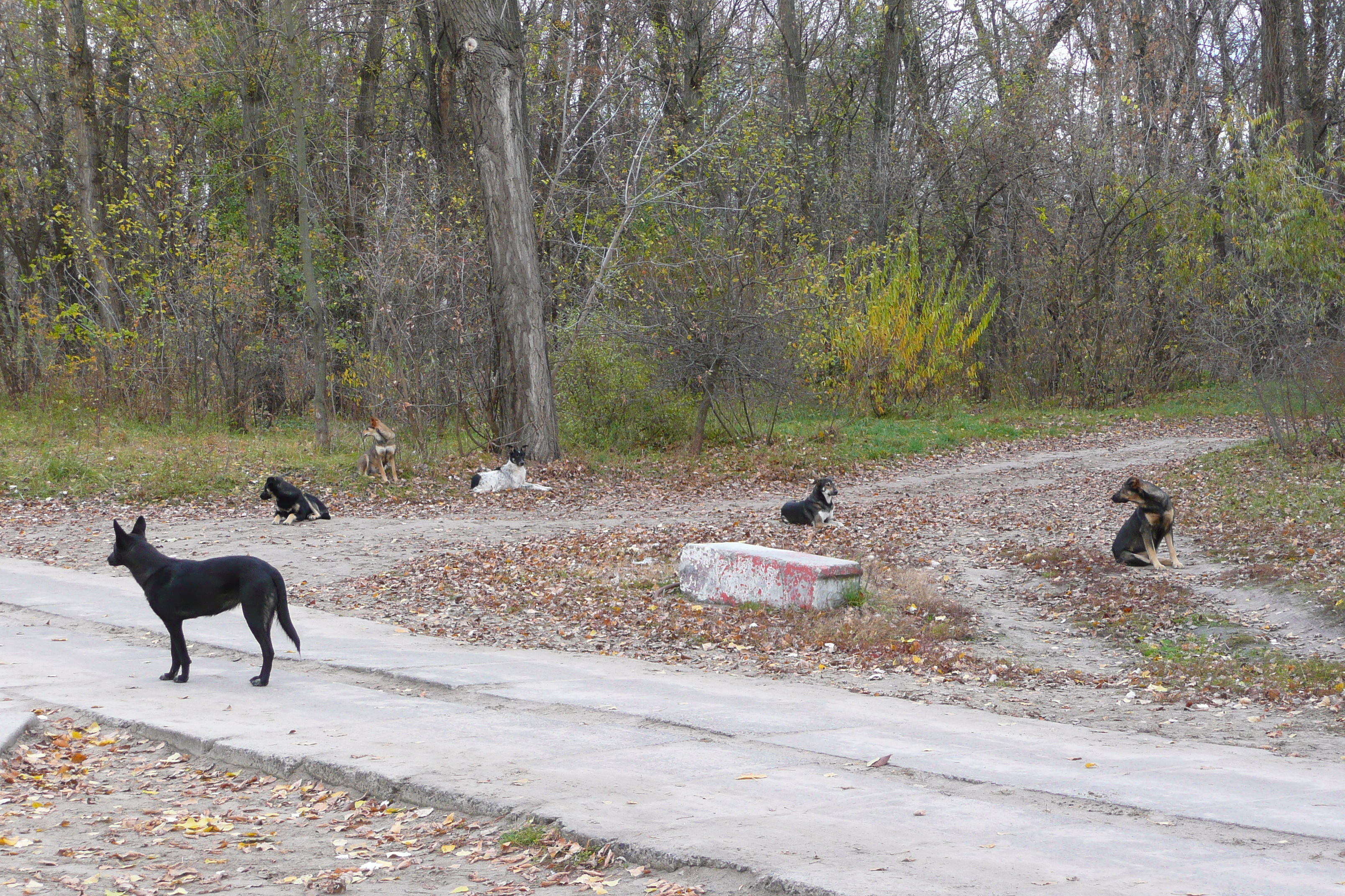 รูปถ่าย ยูเครน(Ukraine) เคียฟ(Kiev) "ฮีโดรปาร์ค(Hydropark) 2007-11 46