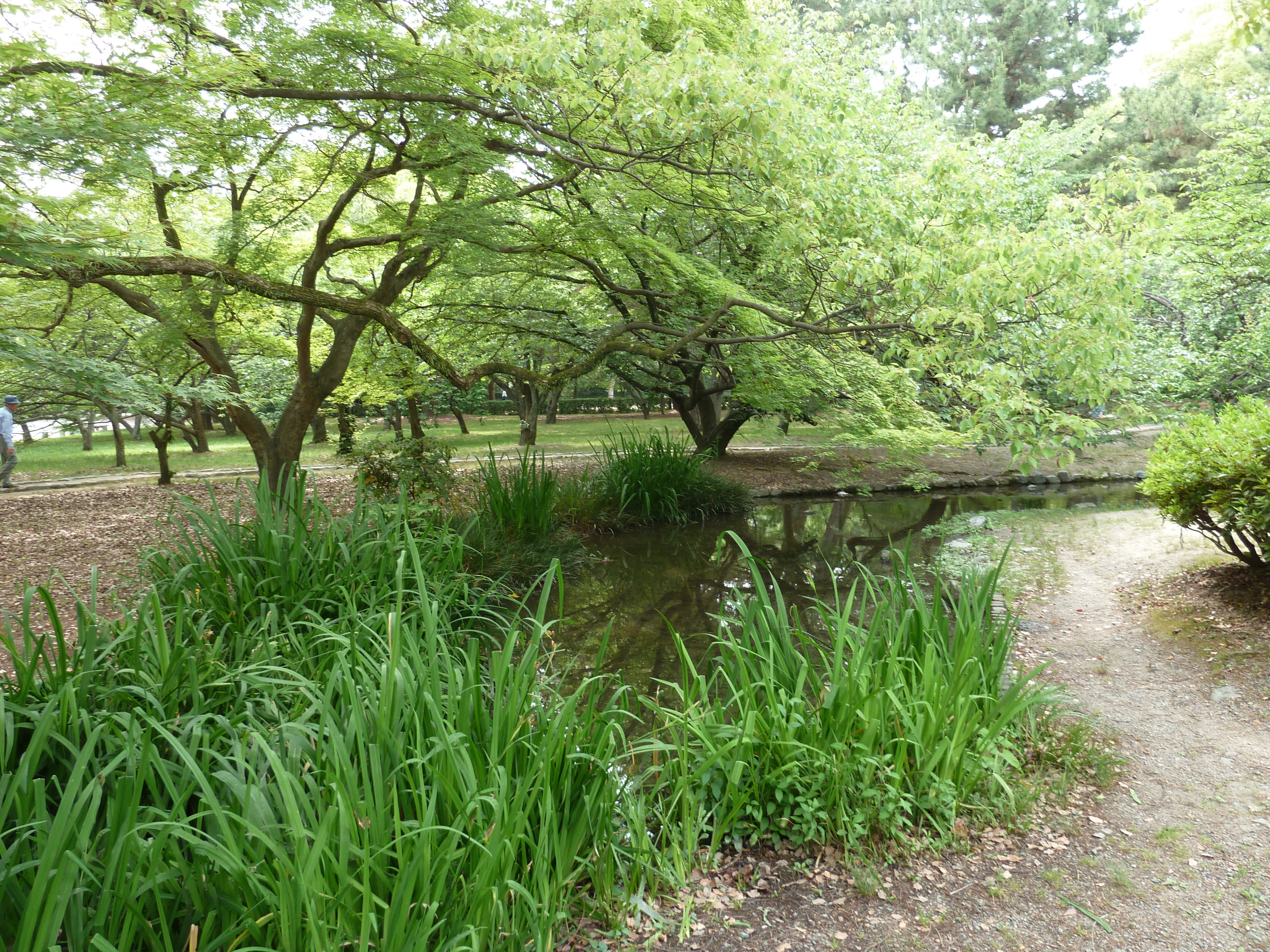 รูปถ่าย ญี่ปุ่น(Japan) เกียวโต(Kyoto) สวนเกียวโตเกียวเอ็ง(Kyoto Gyoen Garden) 2010-06 53