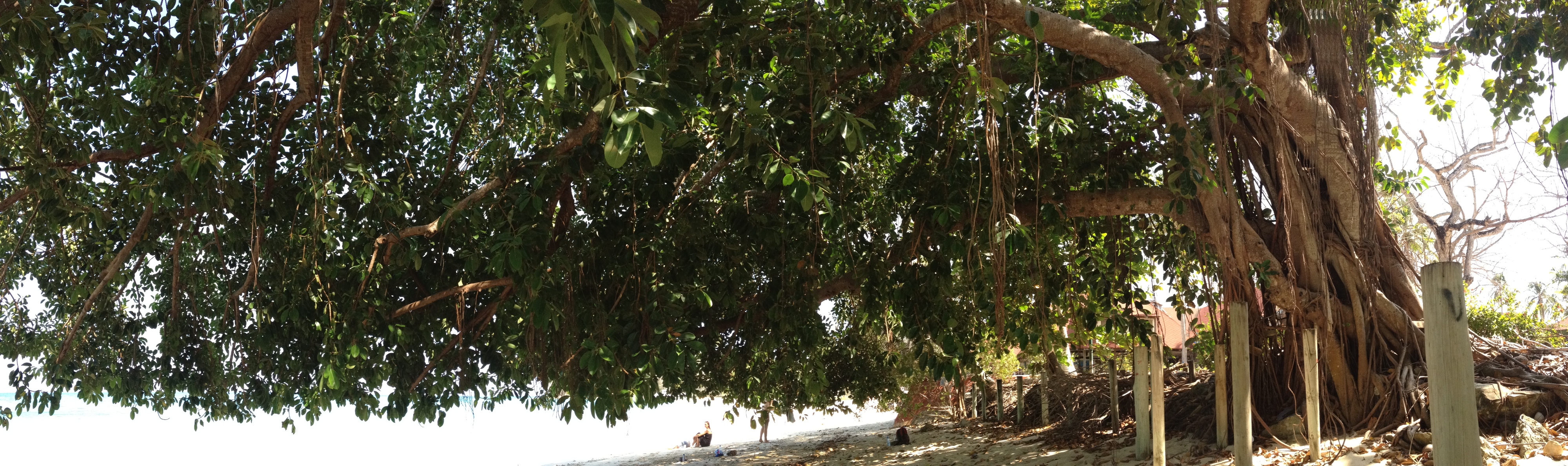 รูปถ่าย ปานามา(Panama) เกาะคอนตาโดรา(Contadora Island) 2015-03 169