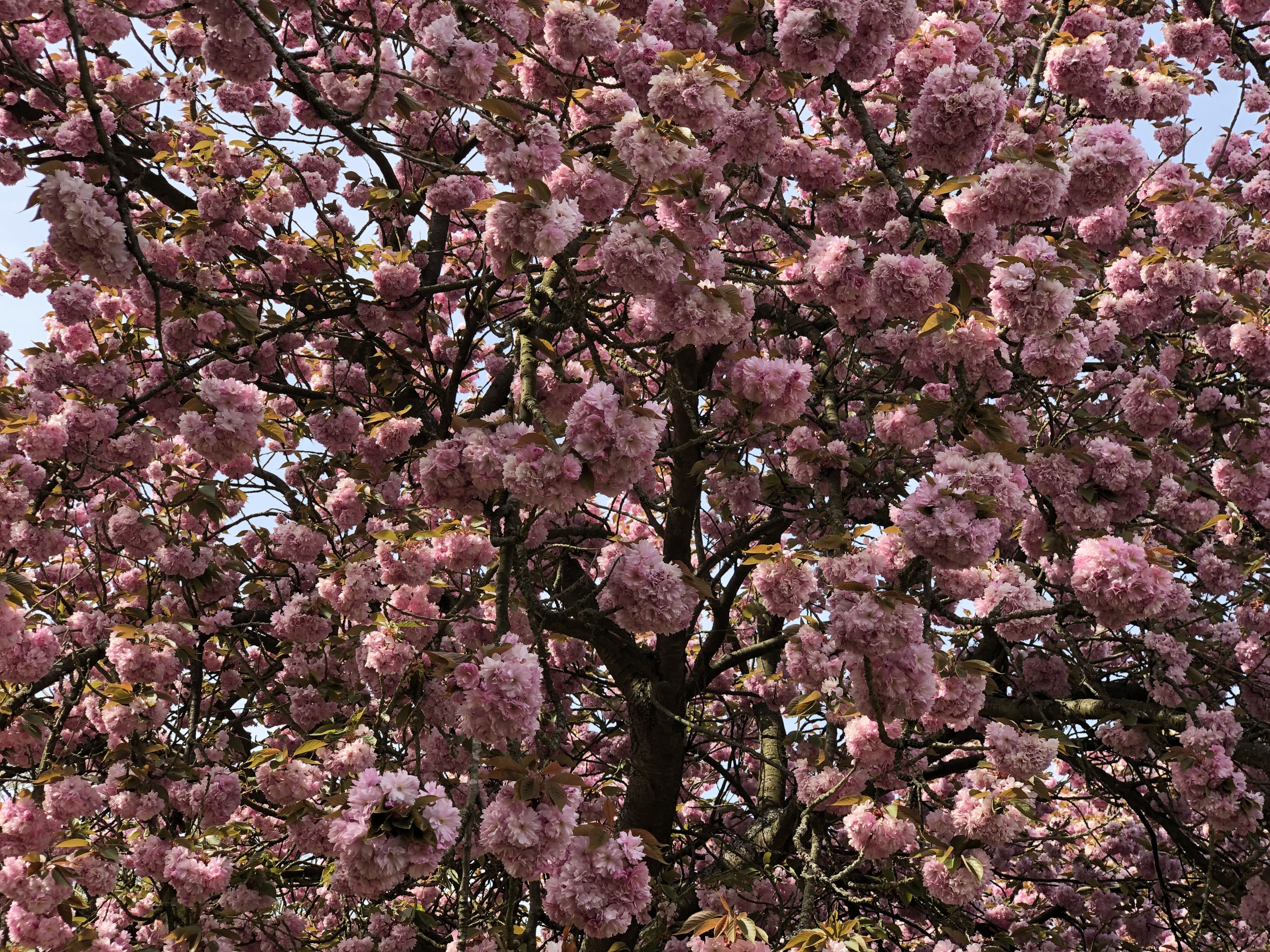 รูปถ่าย ฝรั่งเศส(France) สวนโซ(Parc de Sceaux) 2019-04 97