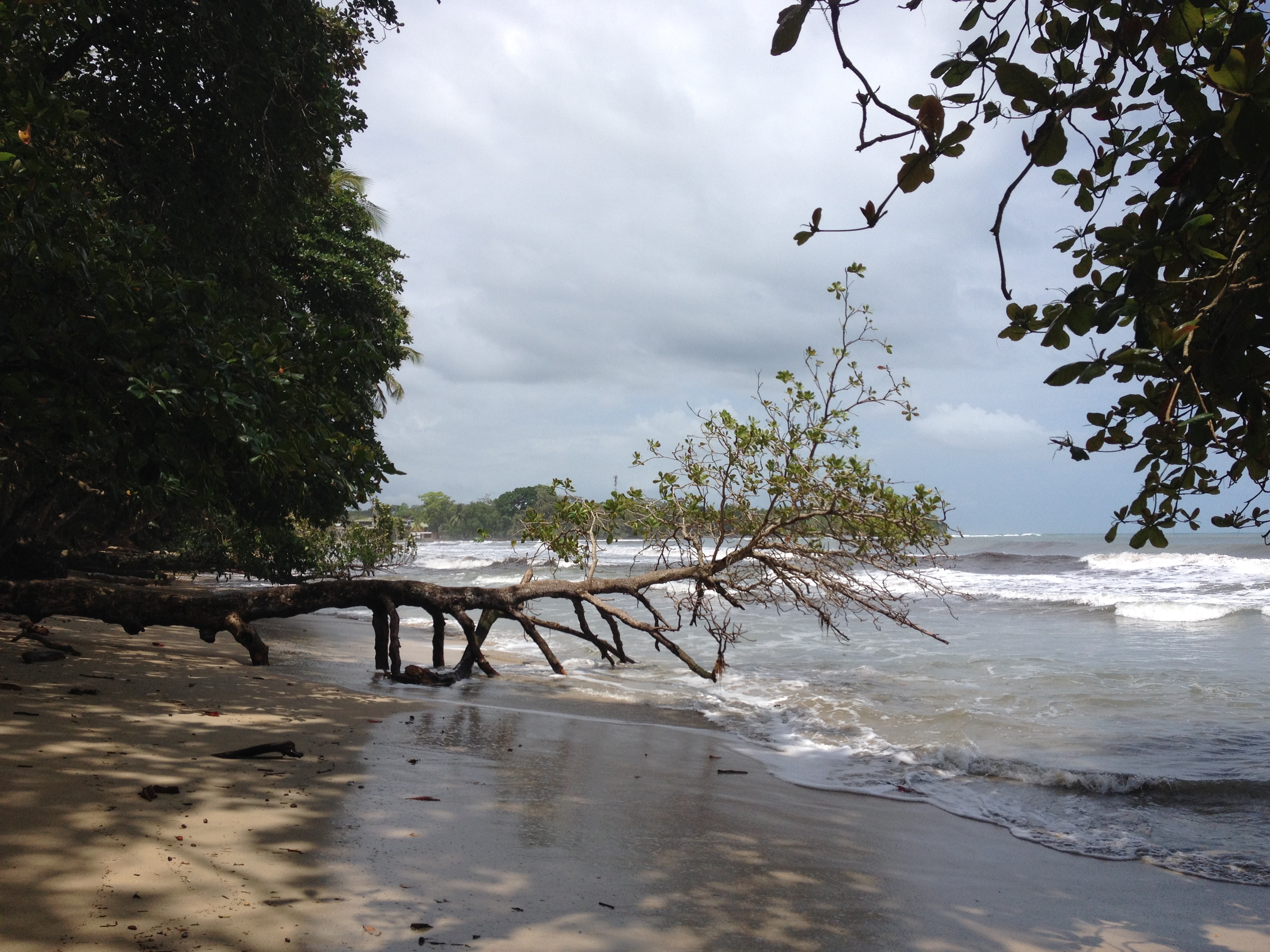 รูปถ่าย คอสตาริกา(Costa Rica) กาอุยตา(Cahuita) 2015-03 116