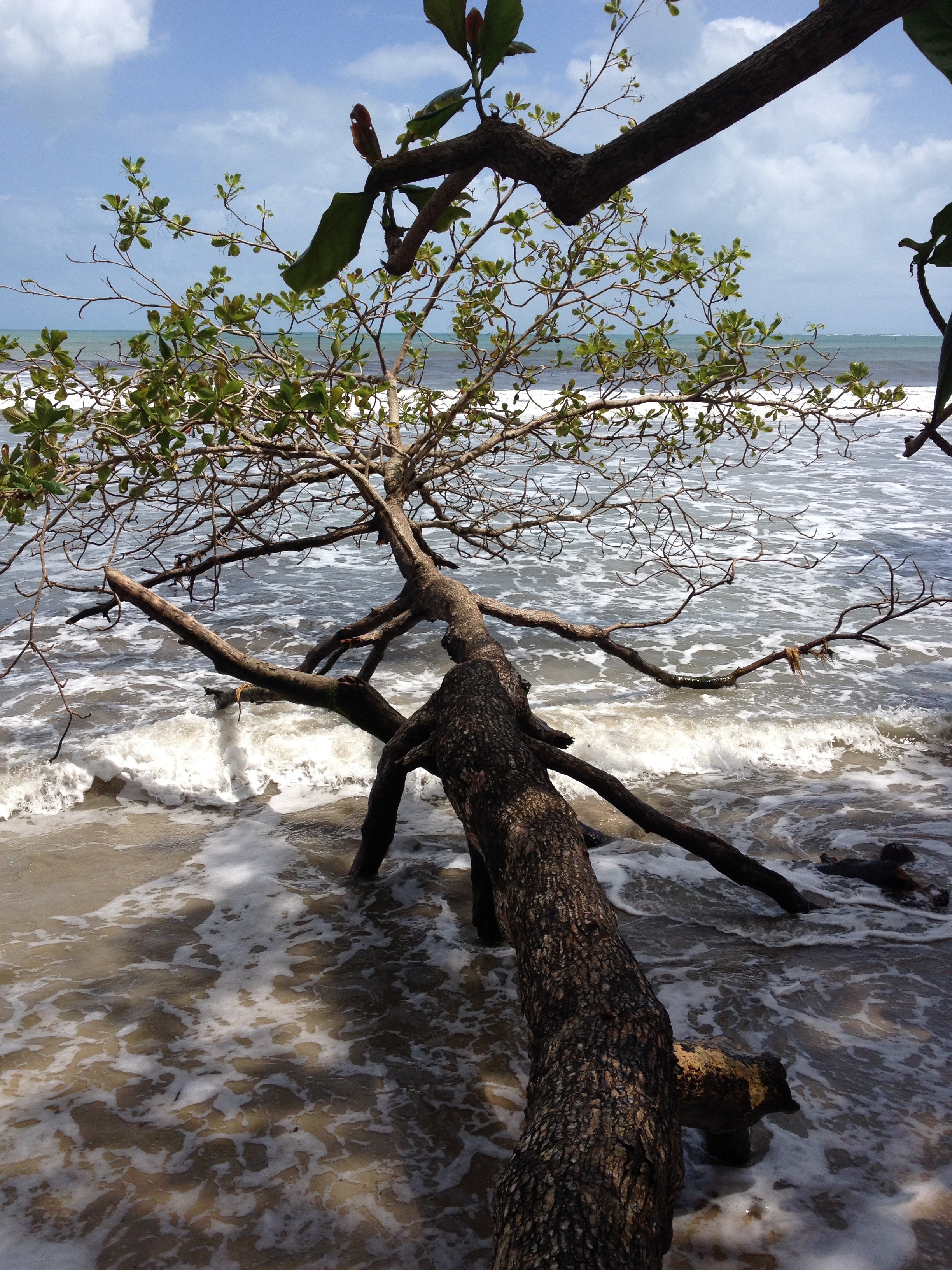 รูปถ่าย คอสตาริกา(Costa Rica) กาอุยตา(Cahuita) 2015-03 96