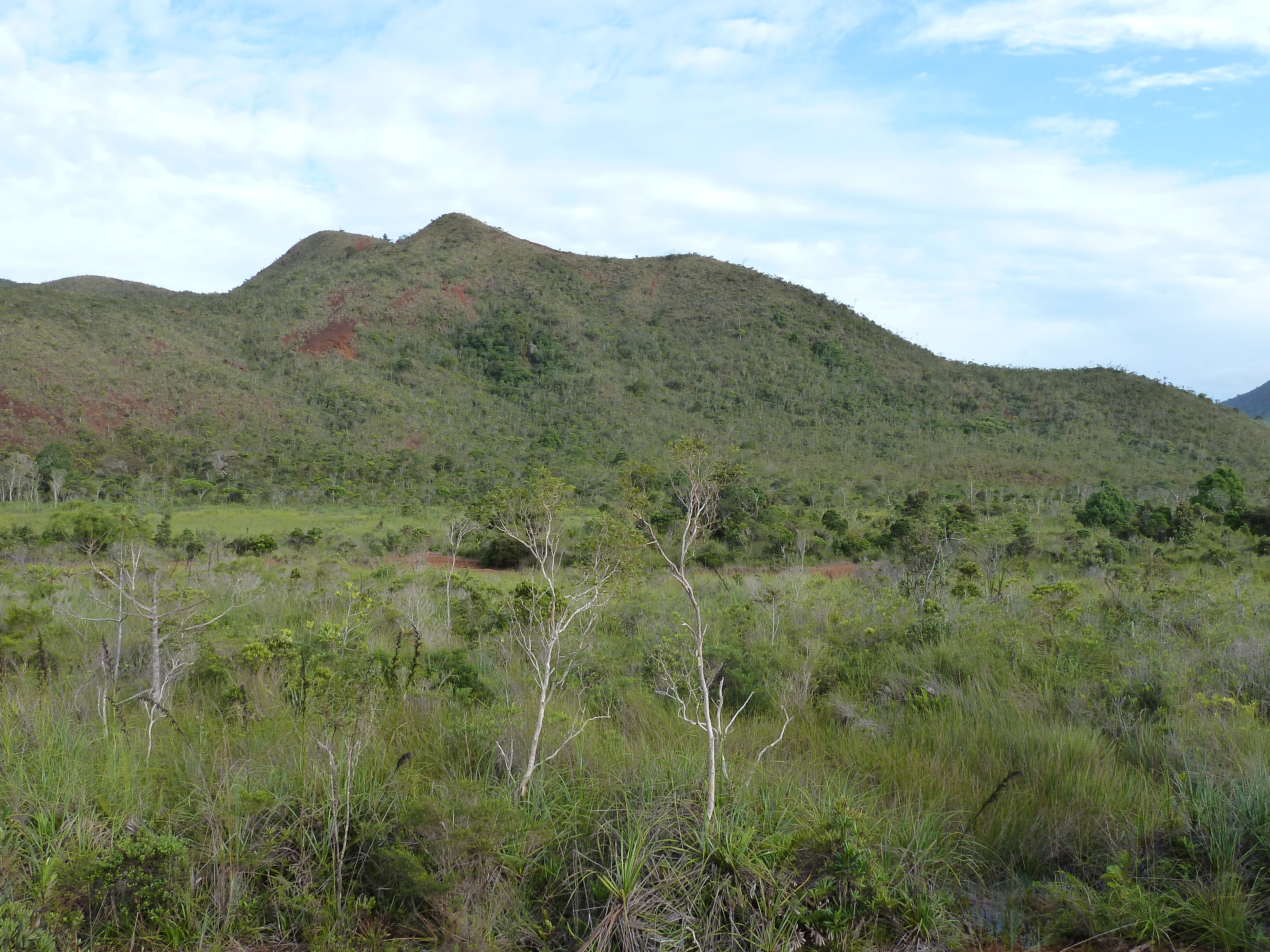รูปถ่าย นิวแคลิโดเนีย(New Caledonia) อุทยานริเวียร์เบลอ(Parc de la Riviere Bleue) 2010-05 32