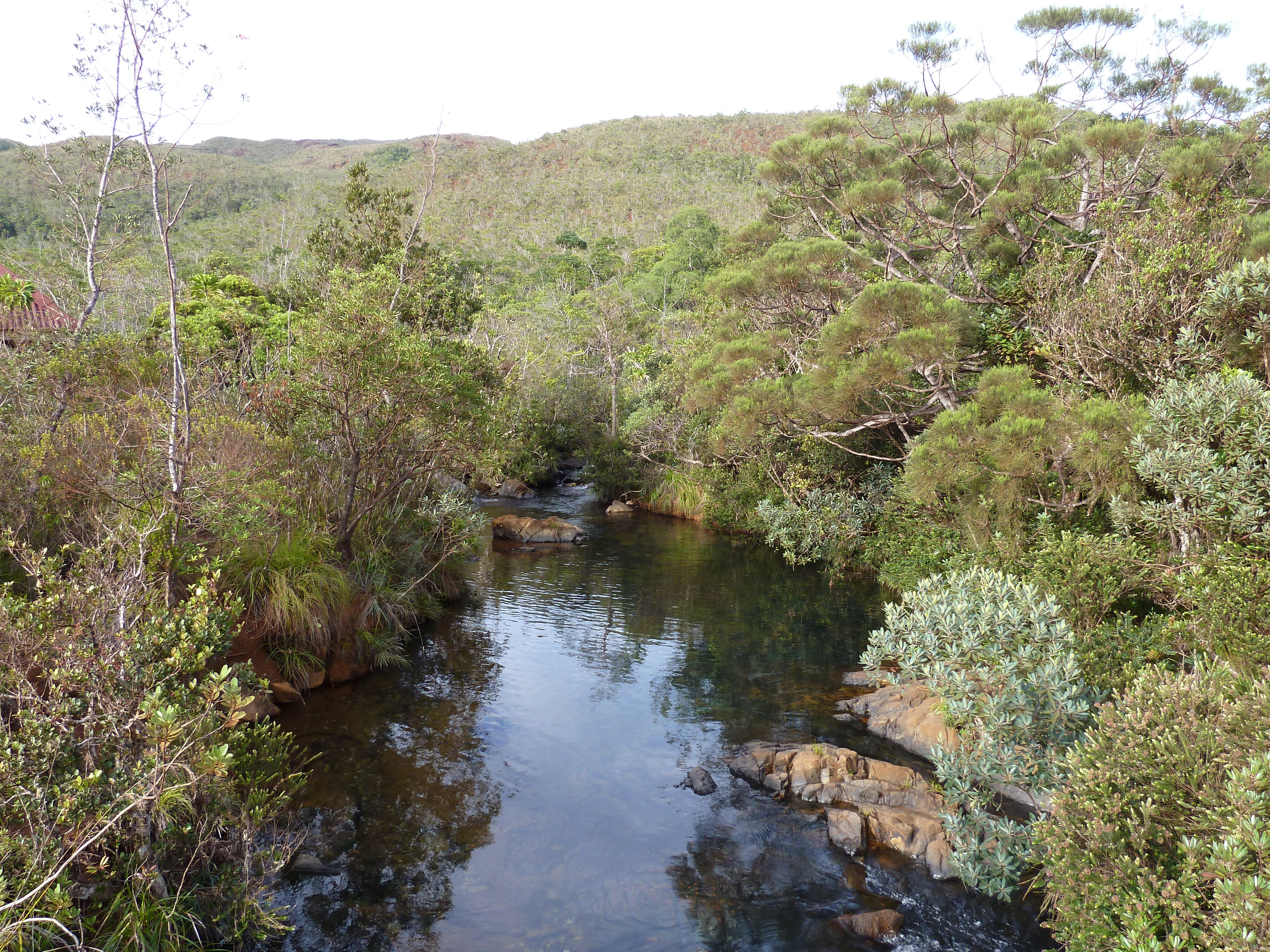 รูปถ่าย นิวแคลิโดเนีย(New Caledonia) อุทยานริเวียร์เบลอ(Parc de la Riviere Bleue) 2010-05 103