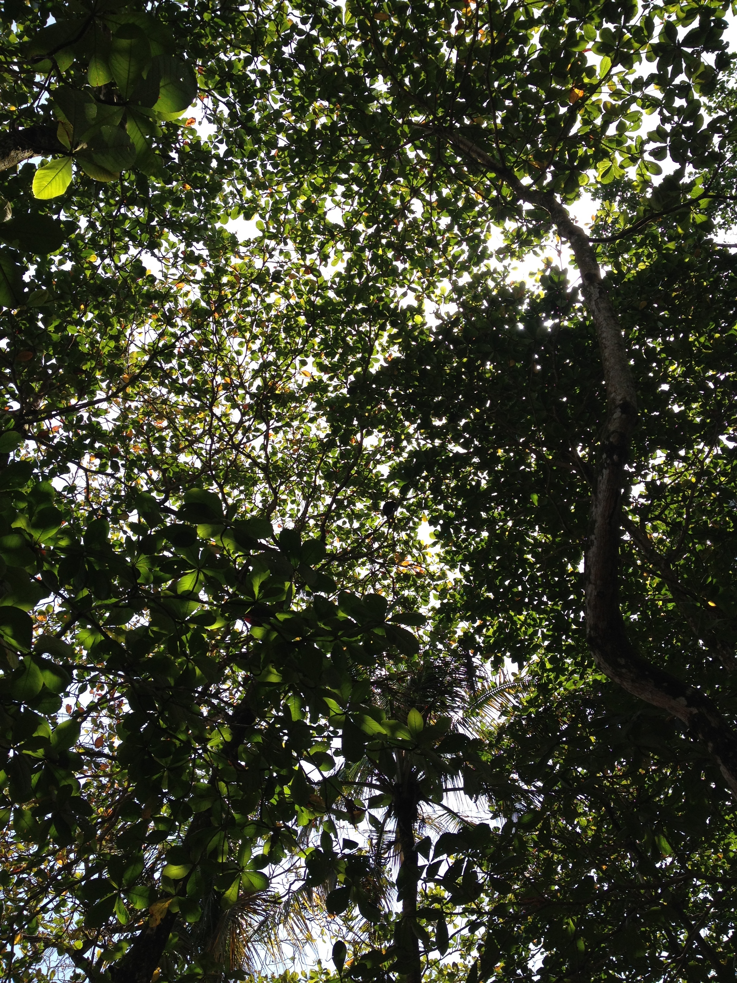 รูปถ่าย คอสตาริกา(Costa Rica) กาอุยตา(Cahuita) 2015-03 180