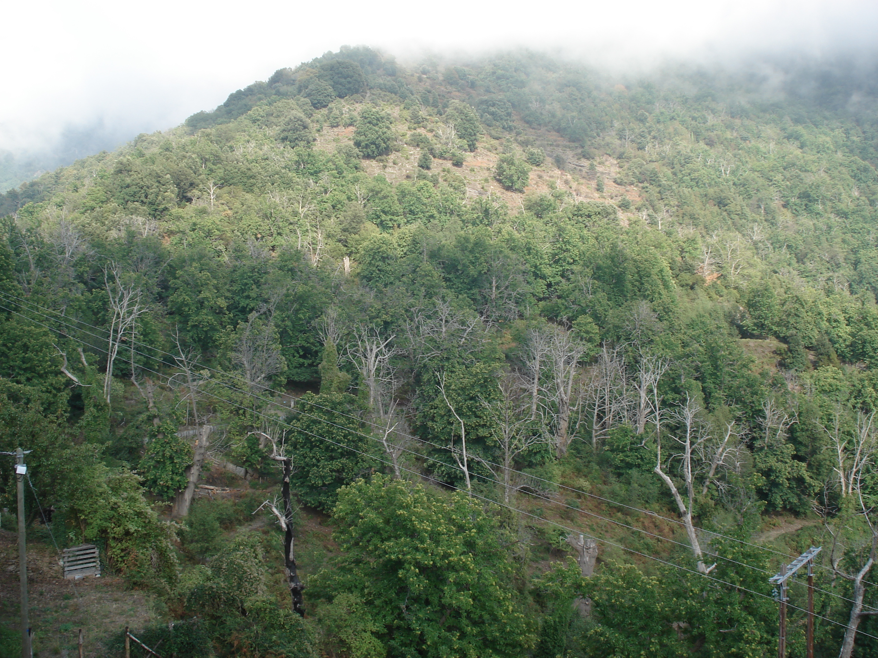 รูปถ่าย ฝรั่งเศส(France) คอร์สิคา(Corsica) วัลเล-ดาเลซานี(Valle d'alesani) 2006-09 14