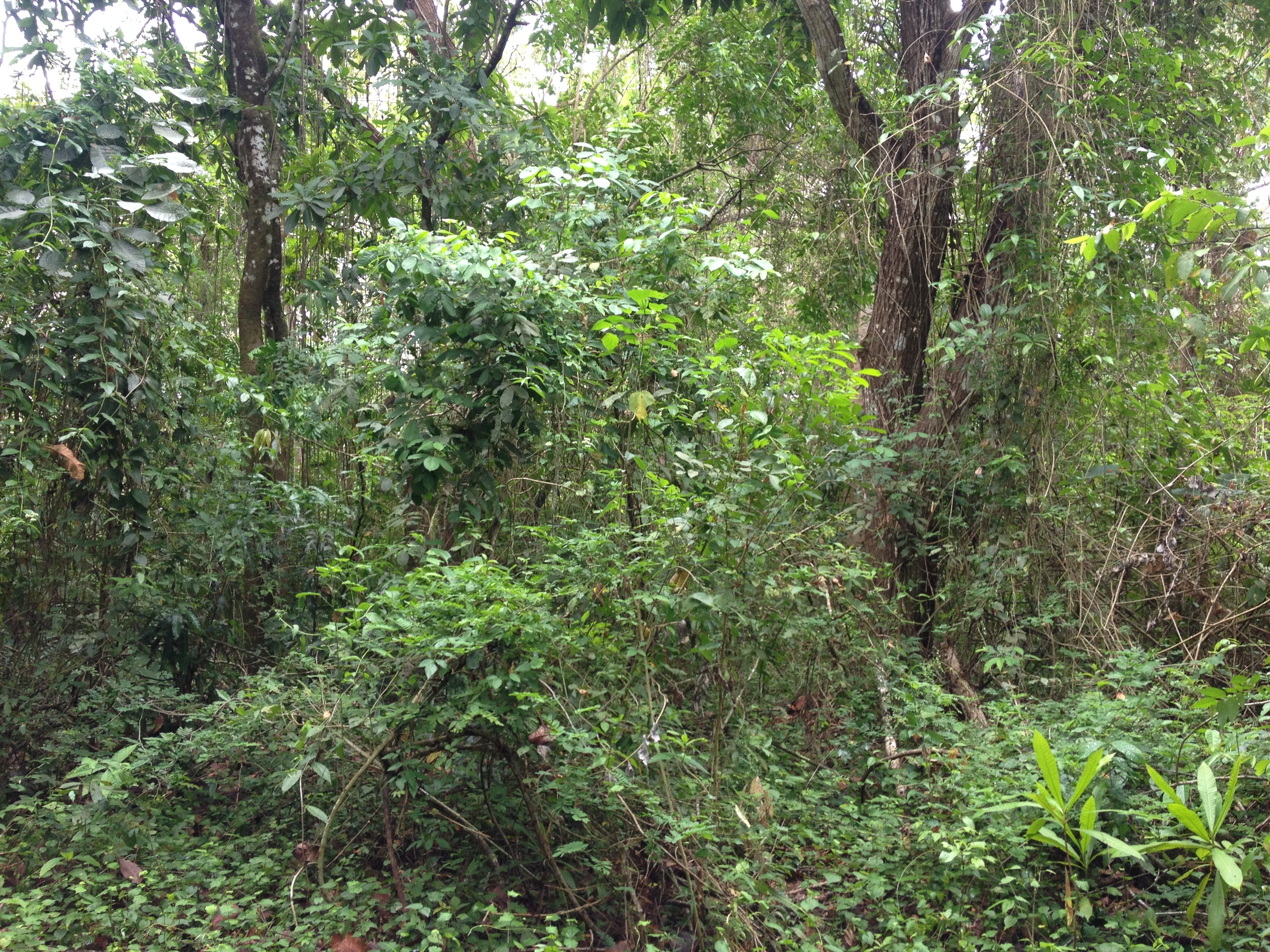รูปถ่าย คอสตาริกา(Costa Rica) มอนเตซูมา(Montezuma) 2015-03 348
