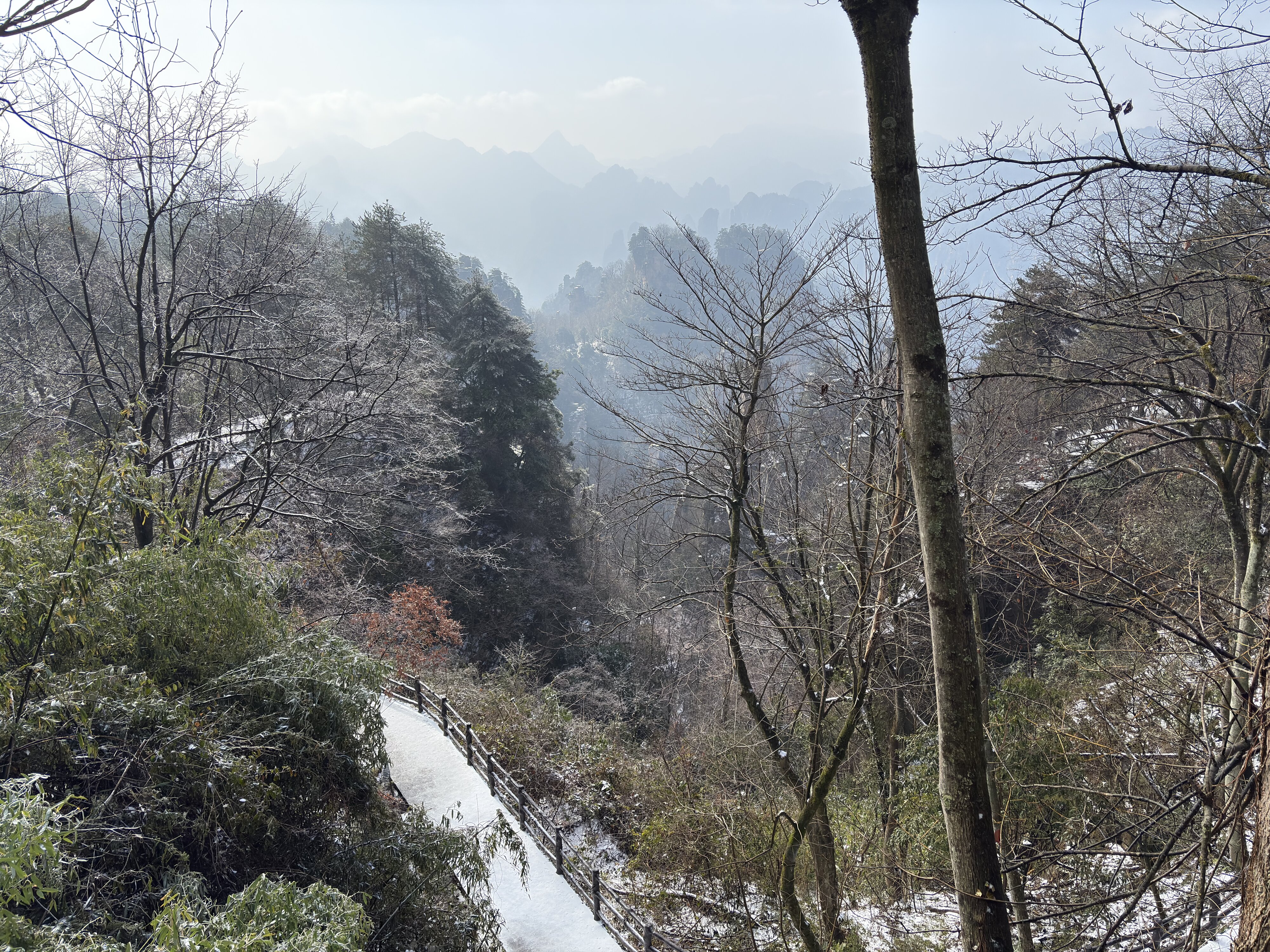 รูปถ่าย จีน(China) จางเจียเจี้ย(Zhangjiajie) ภูเขาเทียนจื่อ(Tianzi Mountain) 2026-01 320
