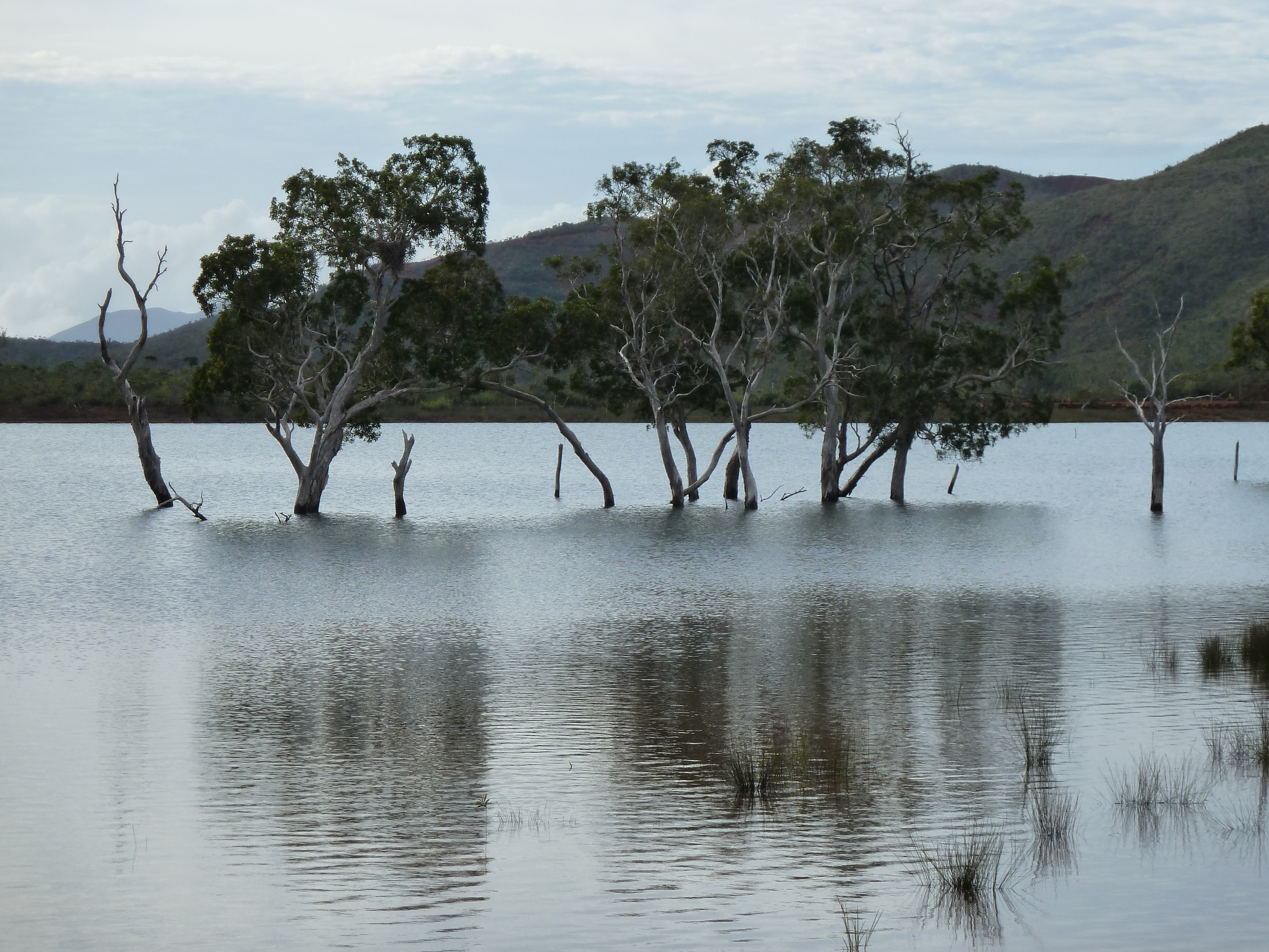 รูปถ่าย นิวแคลิโดเนีย(New Caledonia) อุทยานริเวียร์เบลอ(Parc de la Riviere Bleue) 2010-05 45