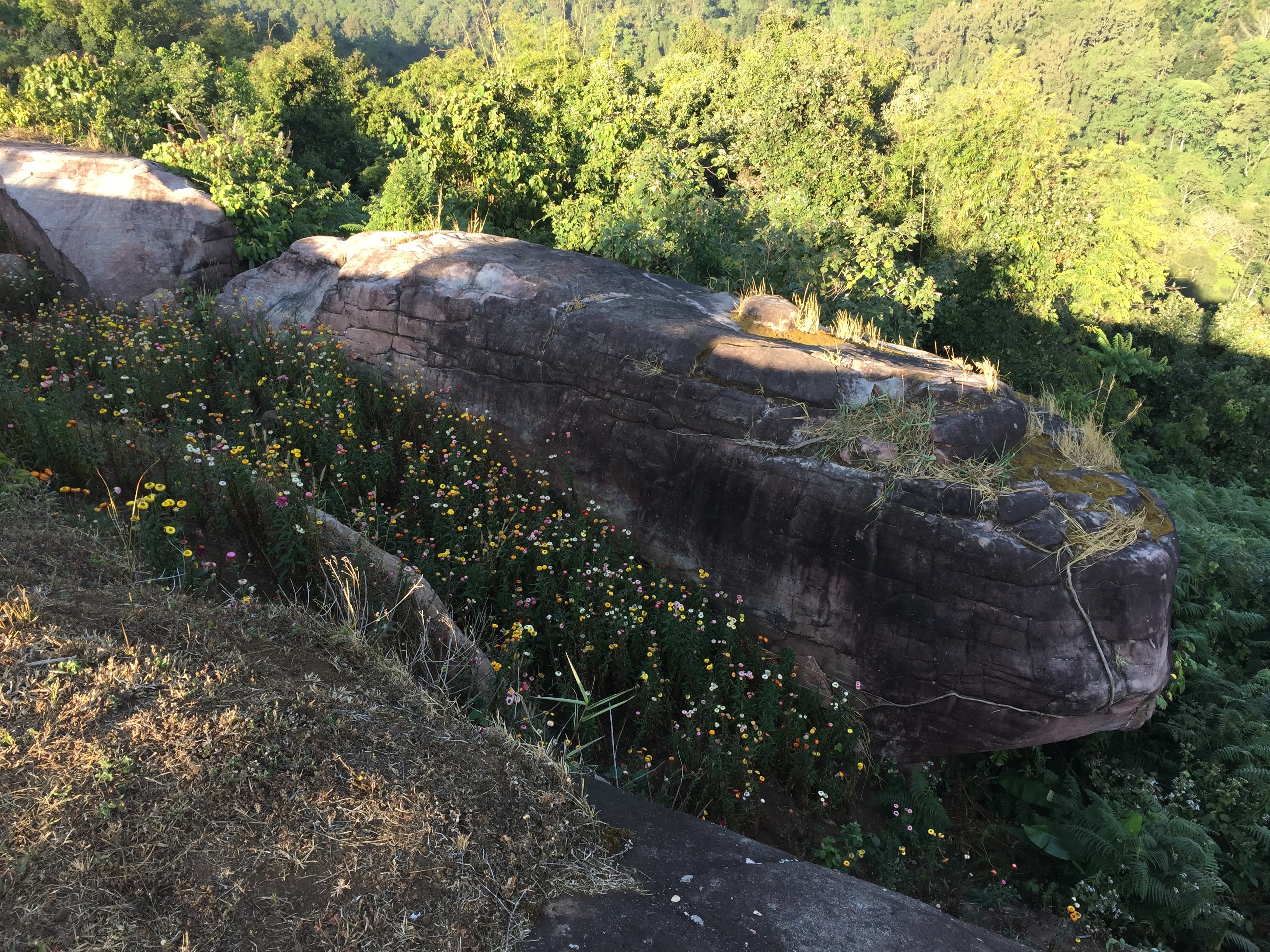 รูปถ่าย ไทย(Thailand) อุทยานแห่งชาติภูหินร่องกล้า(Phu Hin Rong Kla National Park) 2014-12 267