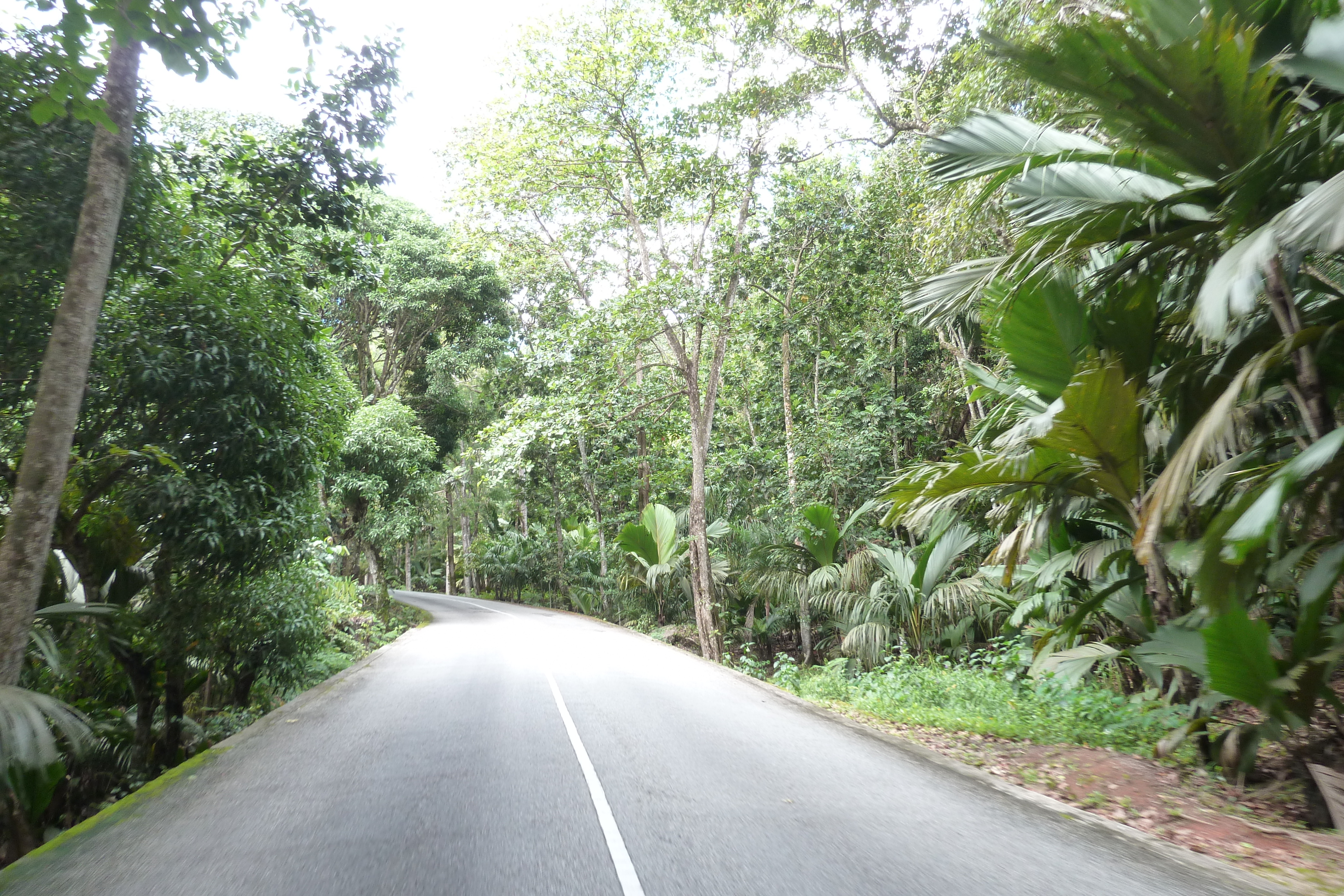 รูปถ่าย เซเชลส์(Seychelles) หุบเขาเดอไม(Vallee de Mai) 2011-10 56