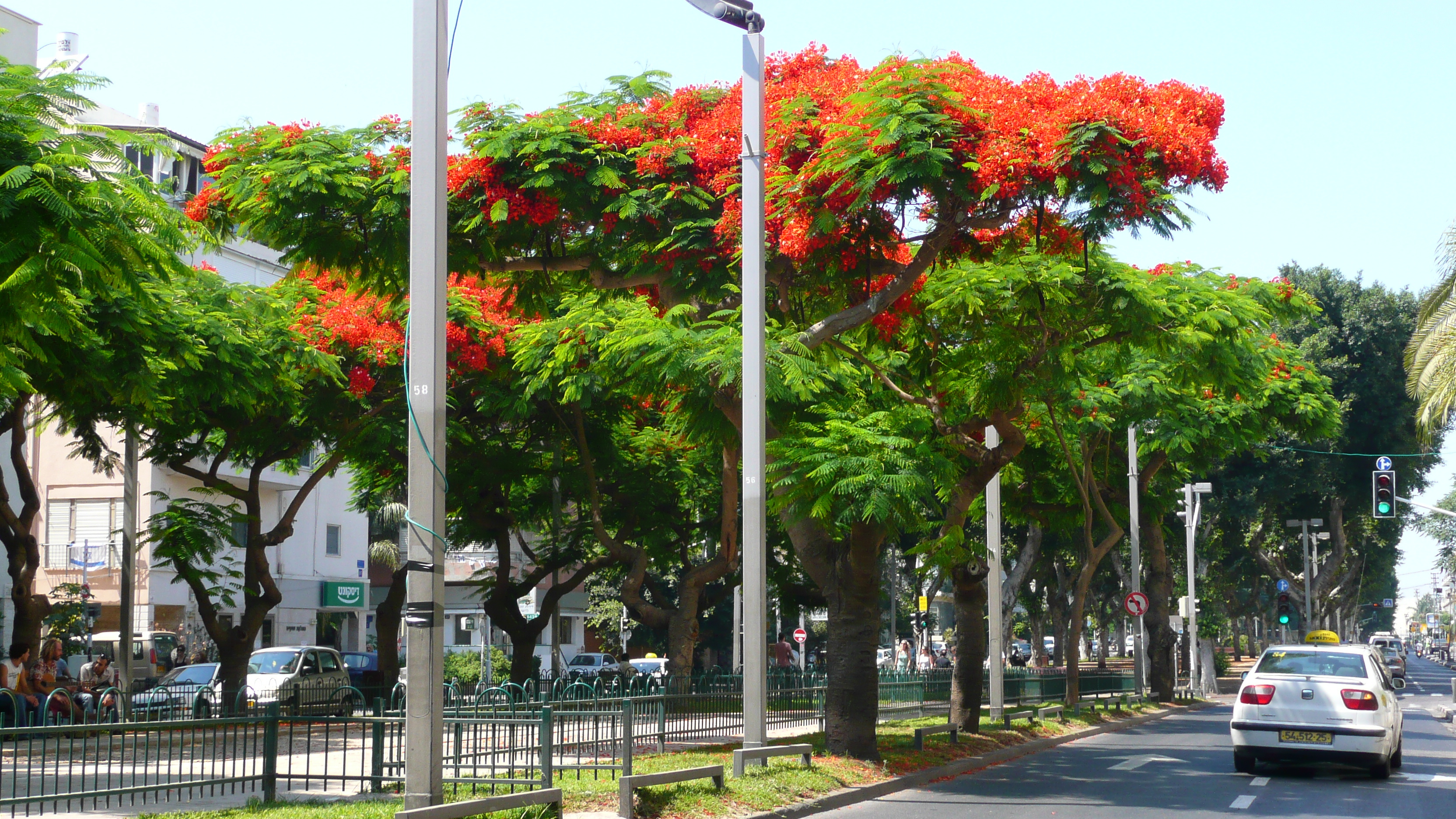 รูปถ่าย อิสราเอล(Israel) เทลอาวีฟ(Tel Aviv) ถนนรอธส์ไชลด์(Rothschild Street) 2007-06 26
