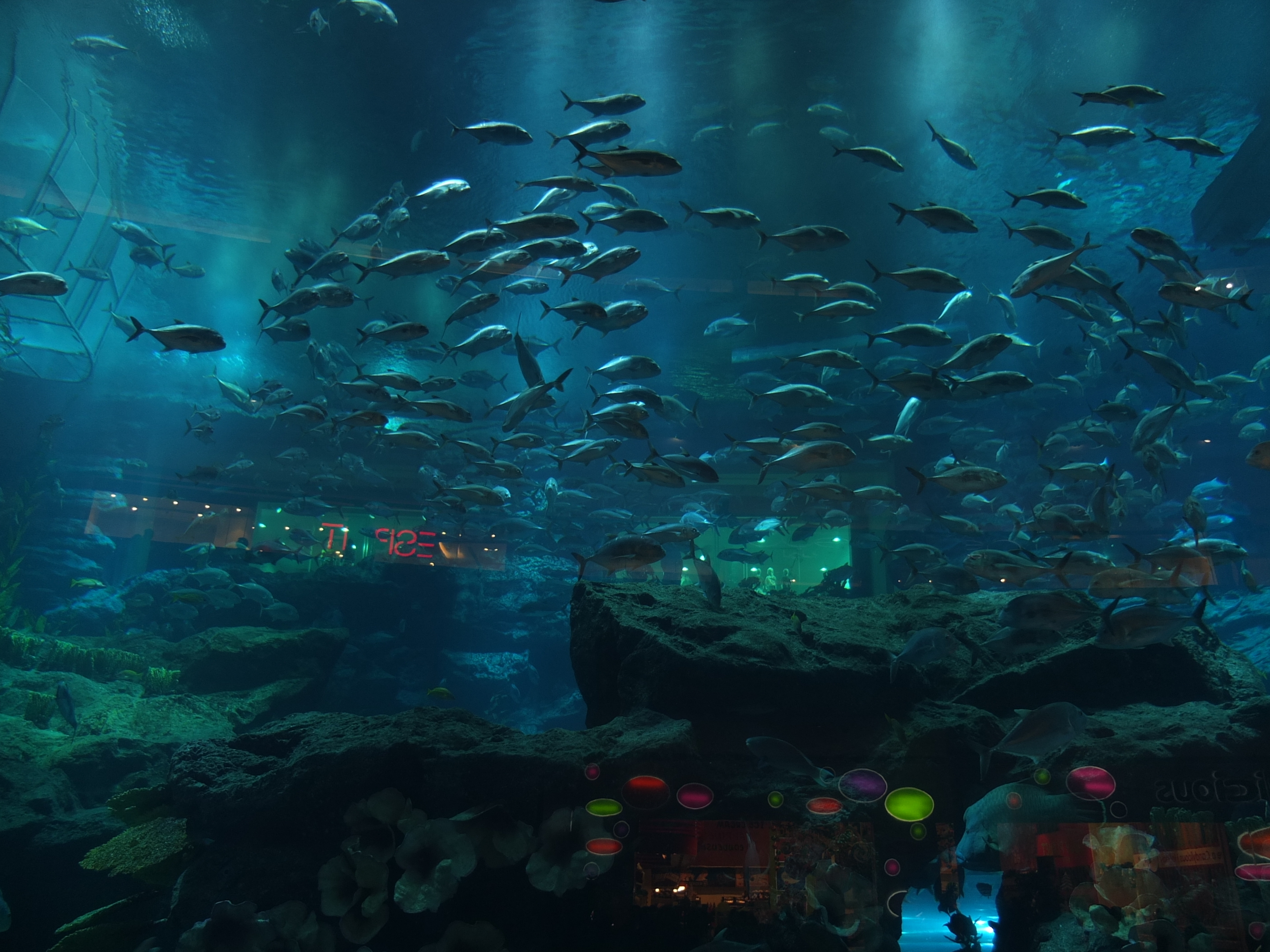 รูปถ่าย สหรัฐอาหรับเอมิเรตส์(United Arab Emirates) ดูไบ(Dubai) ดูไบมอลล์(The Dubai Mall) 2011-12 83