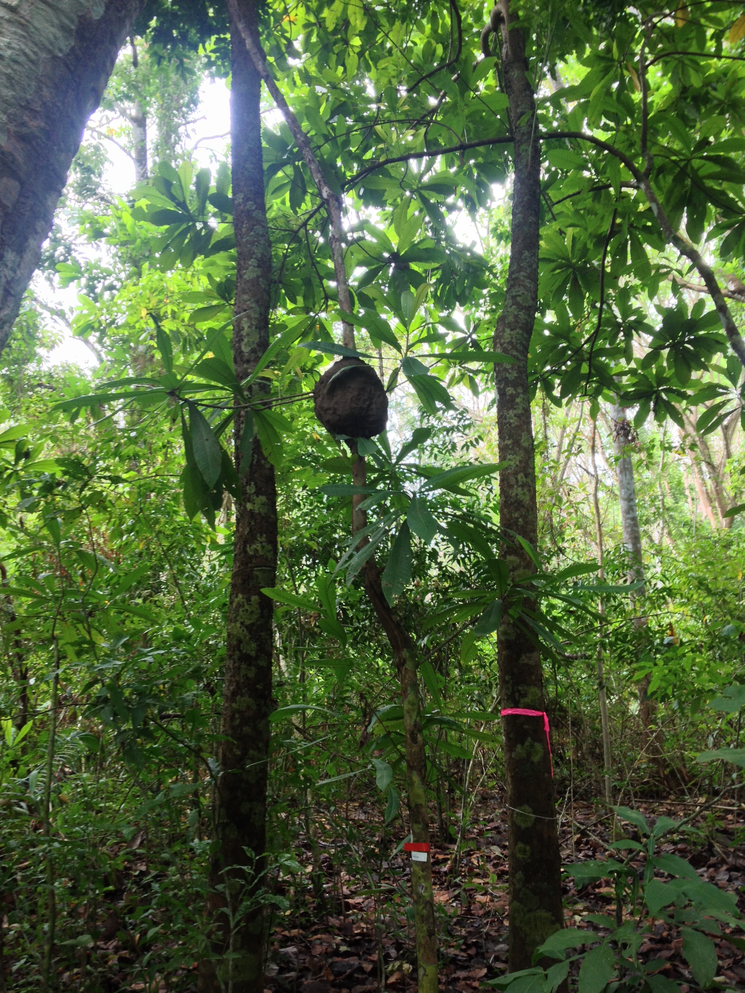 รูปถ่าย คอสตาริกา(Costa Rica) มอนเตซูมา(Montezuma) 2015-03 141