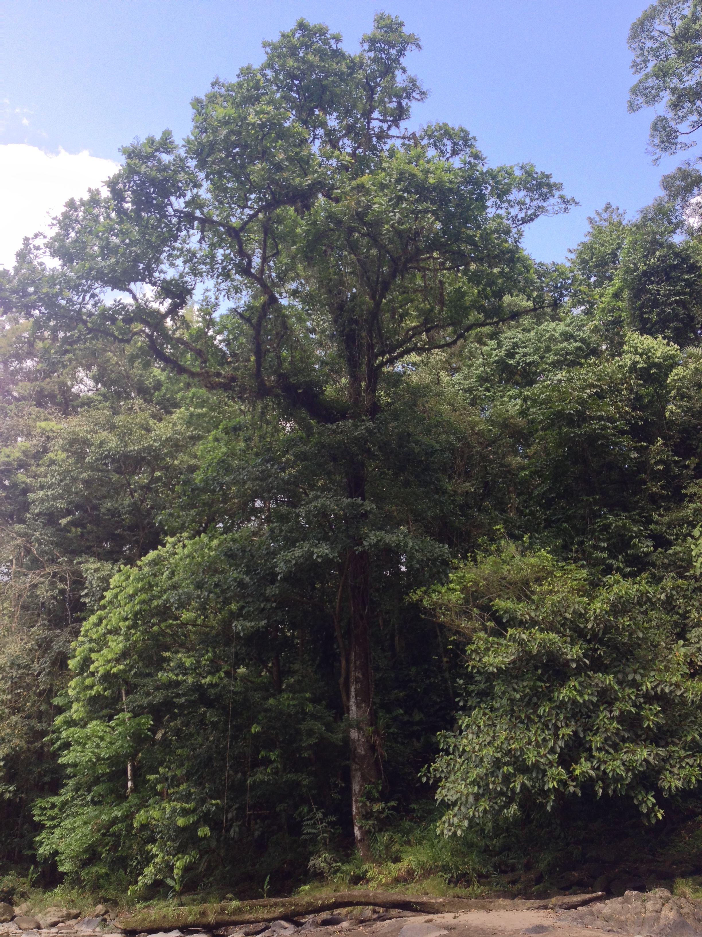 รูปถ่าย คอสตาริกา(Costa Rica) แม่น้ำปากัวเร(Pacuare River) 2015-03 238
