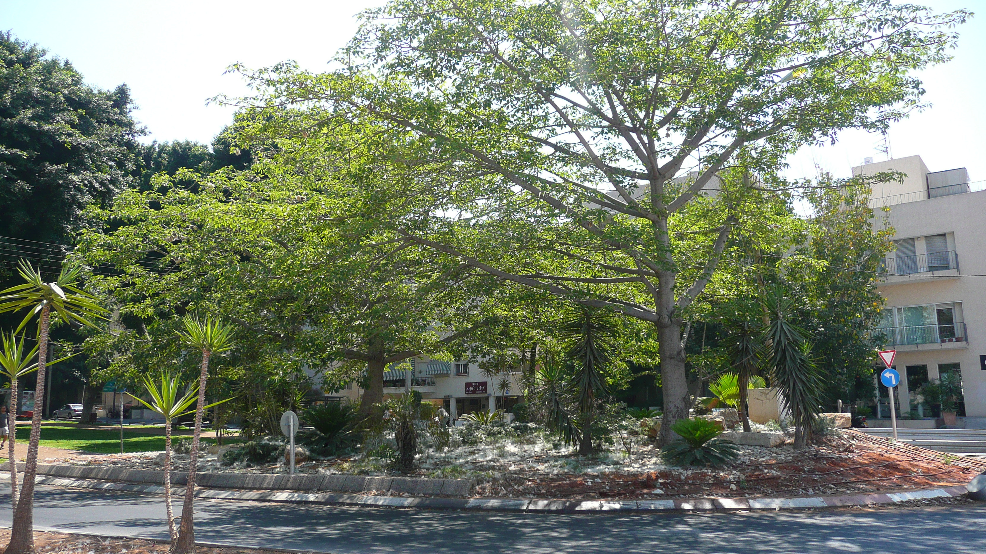 รูปถ่าย อิสราเอล(Israel) เทลอาวีฟ(Tel Aviv) ถนนรอธส์ไชลด์(Rothschild Street) 2007-06 24