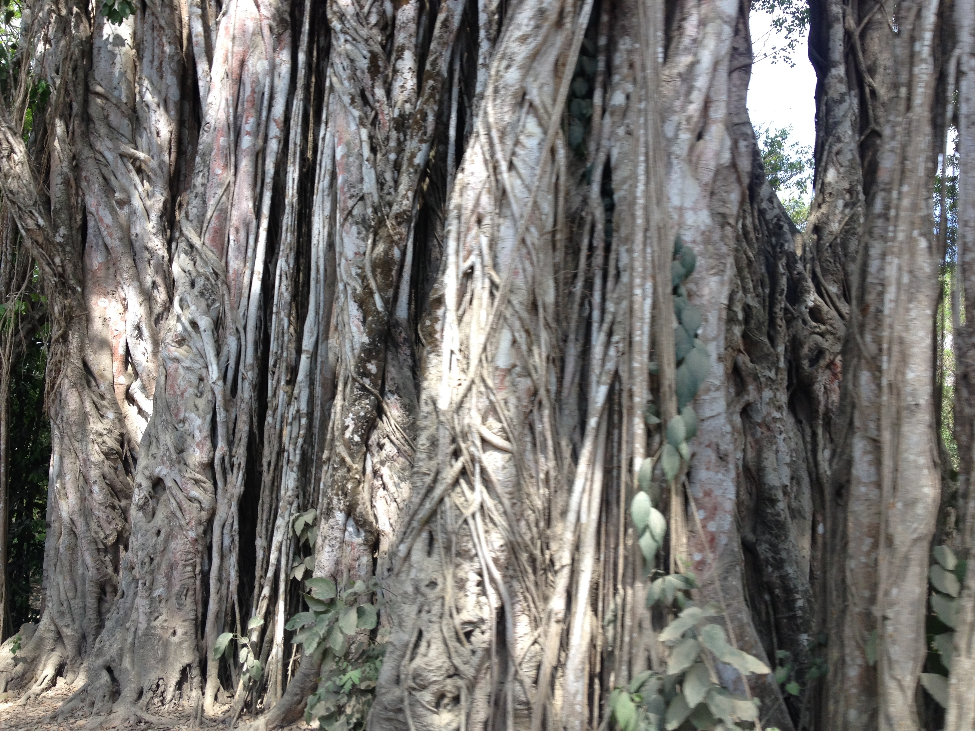 รูปถ่าย คอสตาริกา(Costa Rica) มอนเตซูมา(Montezuma) 2015-03 292