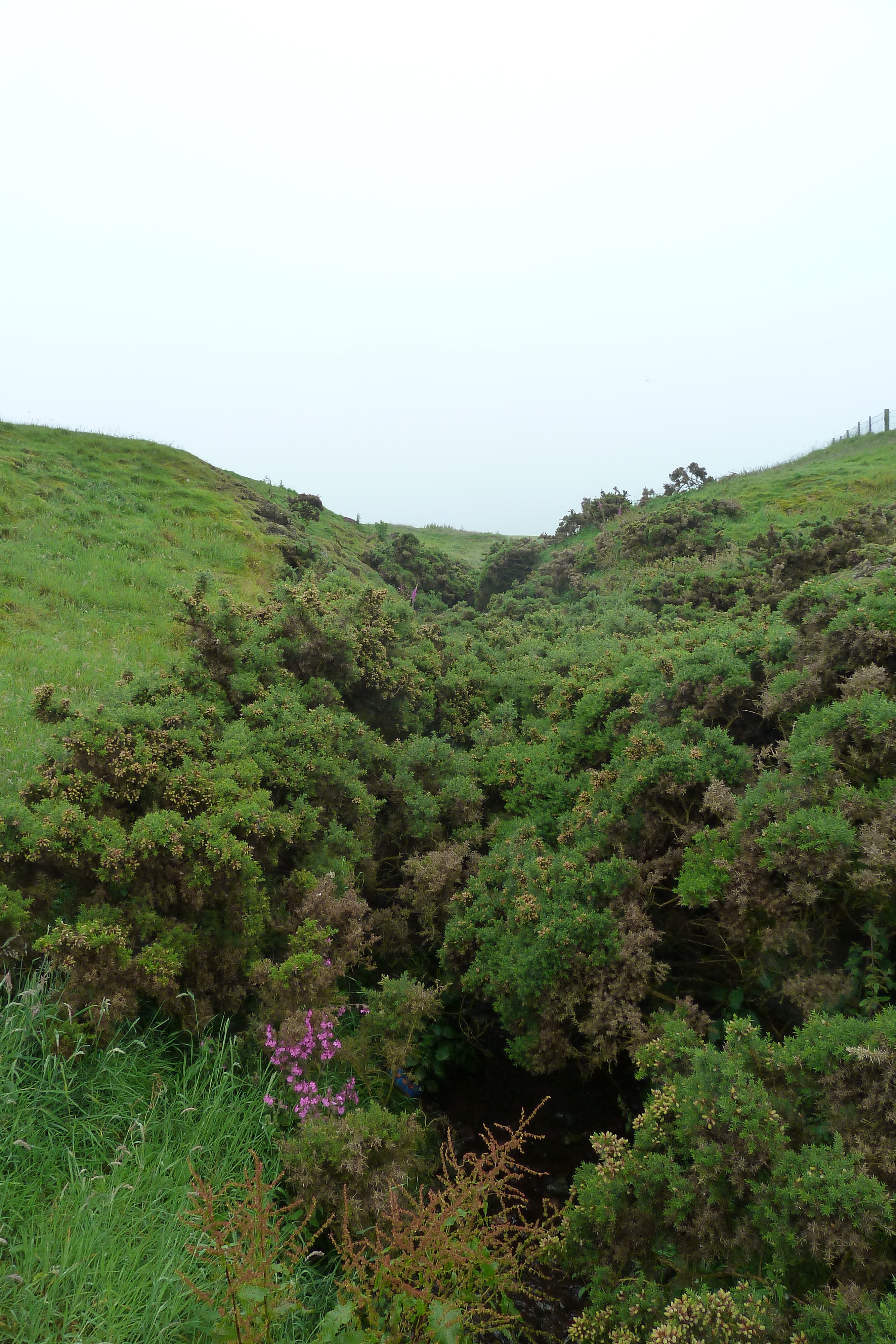 รูปถ่าย อังกฤษ(United Kingdom) สกอตแลนด์(Scotland) ปราสาทดันนอตตาร์(Dunnottar Castle) 2011-07 2
